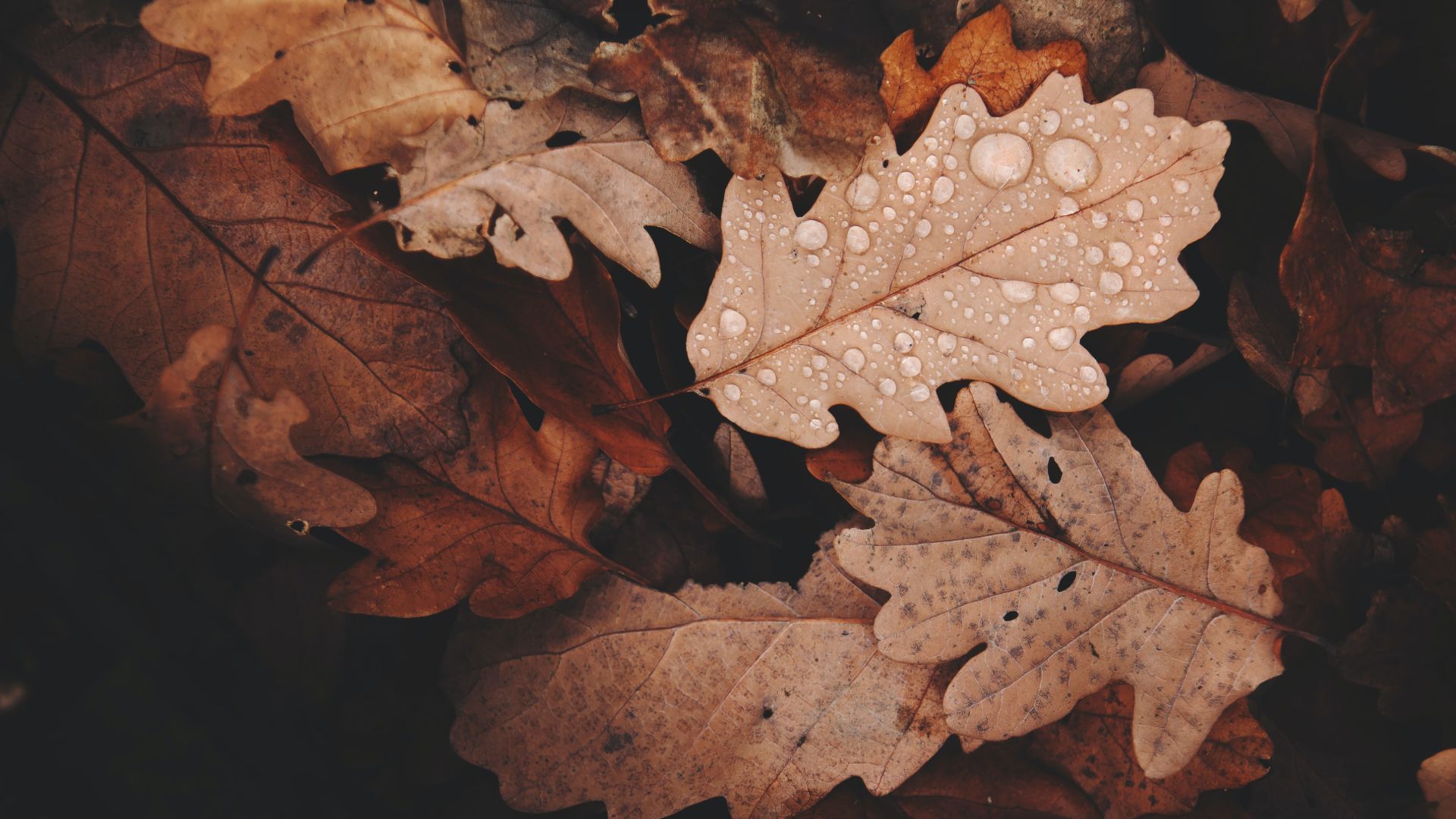 Autumn Season fallen leaves tree HD wallpaper  Peakpx