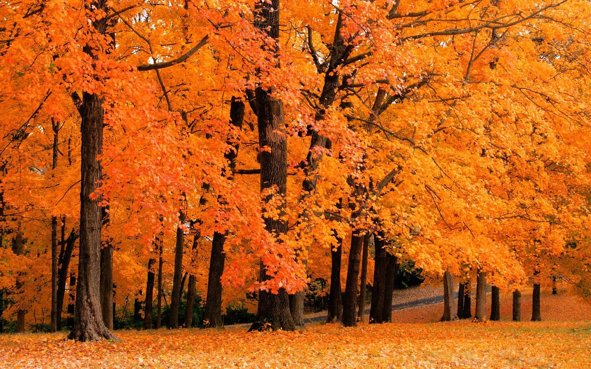Fall Leaves Background
