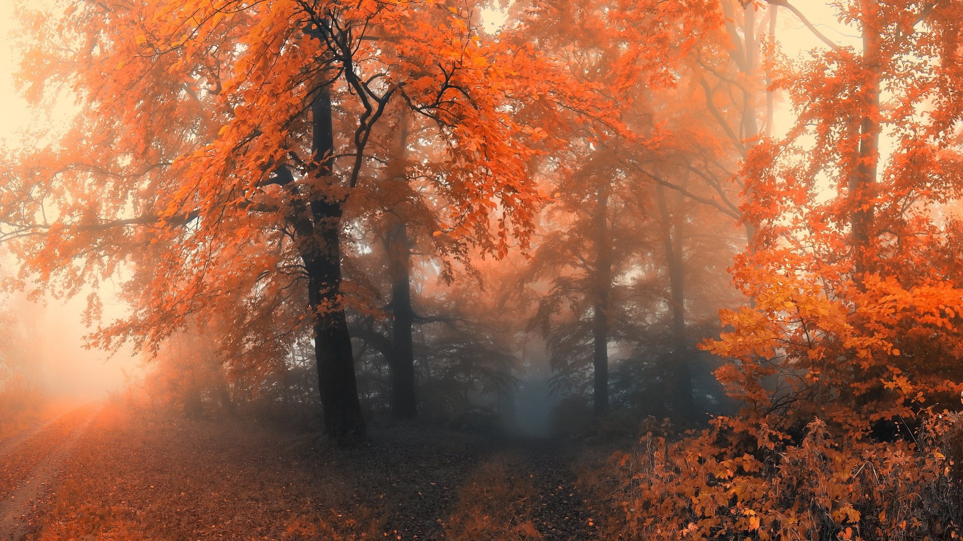 Autumn Forest Wallpaper