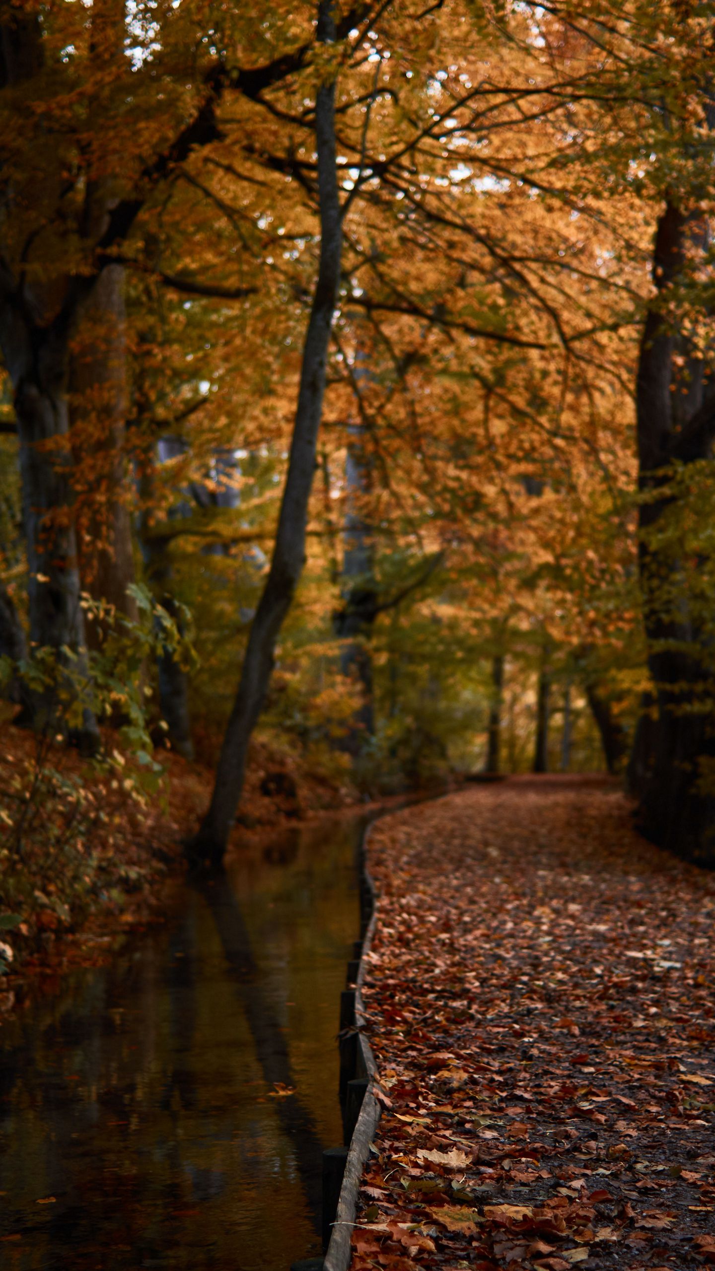 Autumn Phone Wallpaper