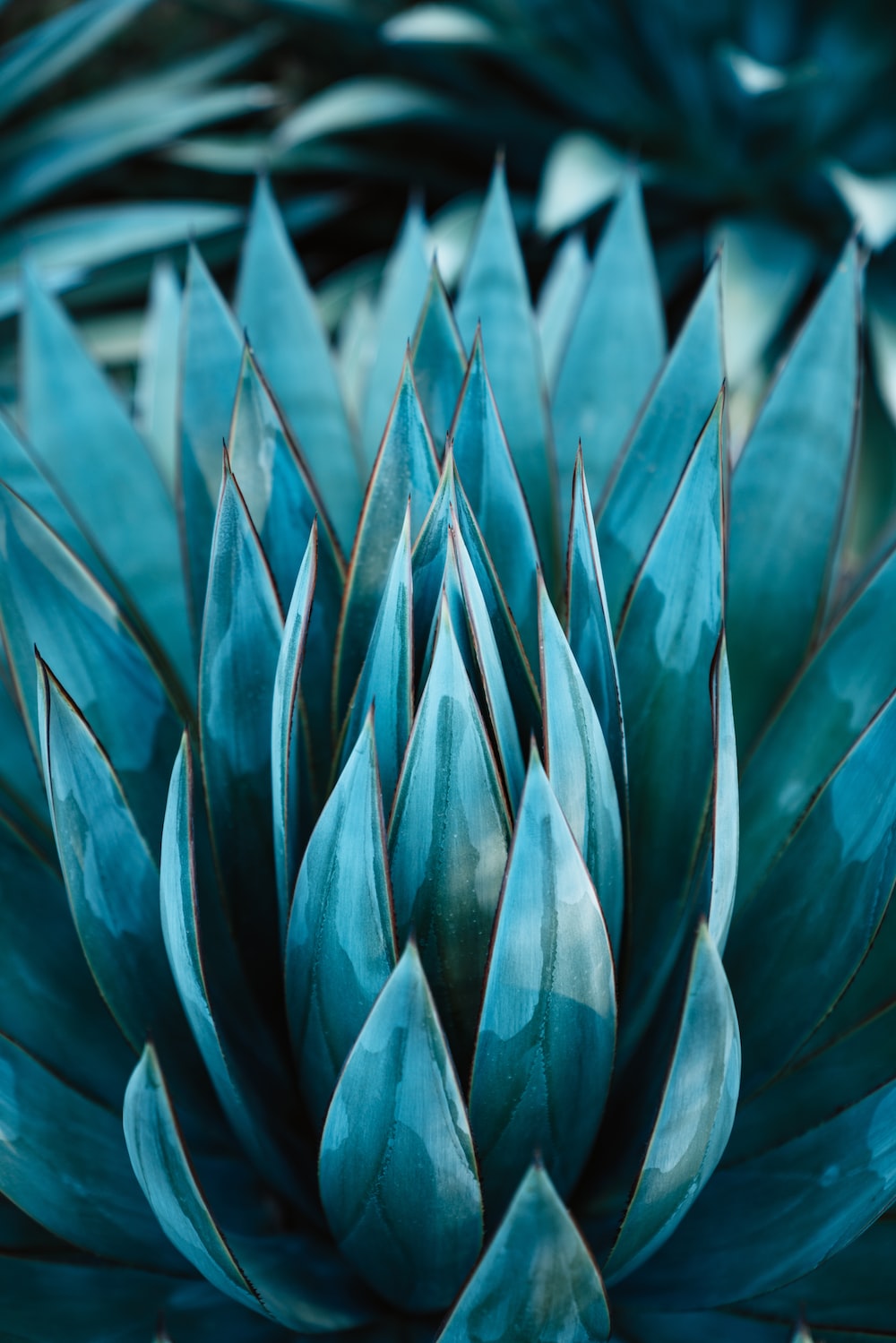 Blue Agave Picture. Download Free Image