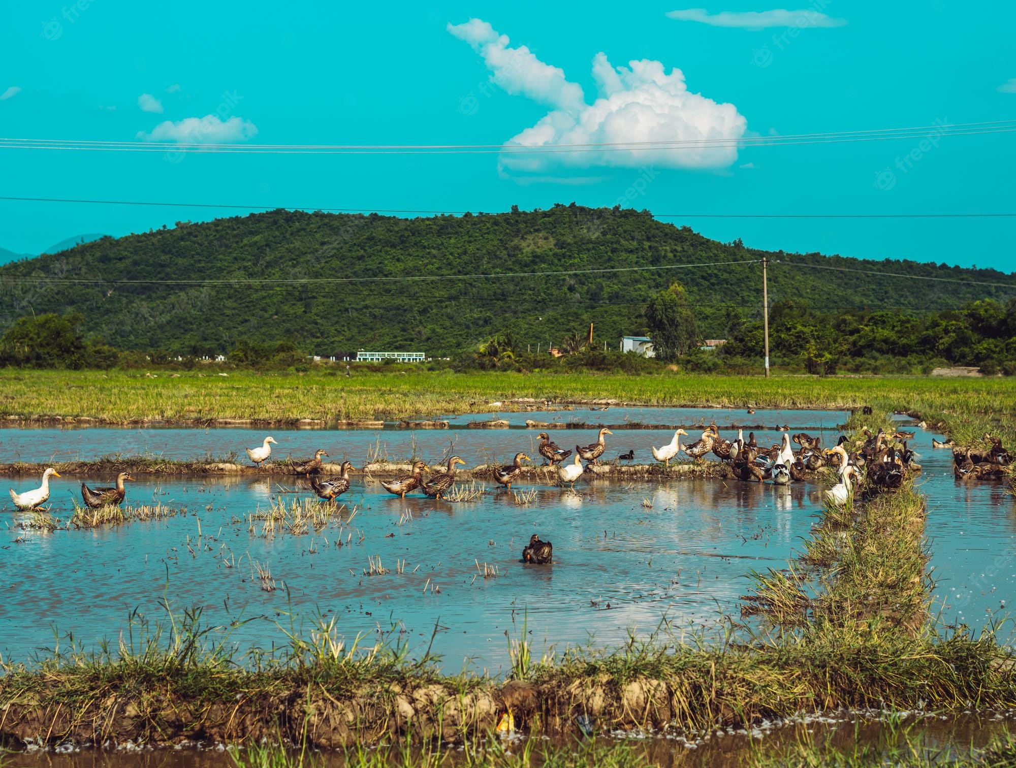 Premium Photo. Calm time concept beauty peaceful panorama summer sunshine landscape scenery forested mountains background duck swimming on blue water lake top view animal natural environment wallpaper design