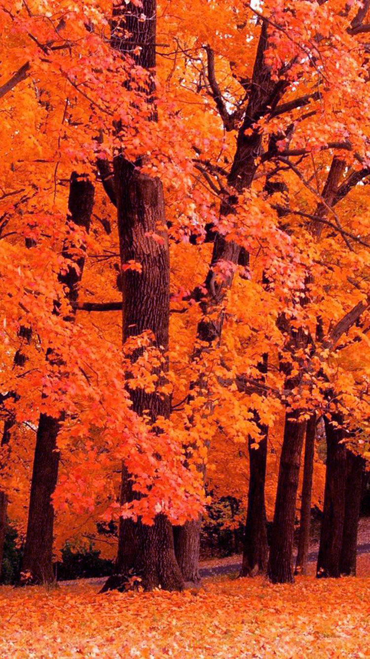 Autumn Cozy Phone Wallpapers - Wallpaper Cave