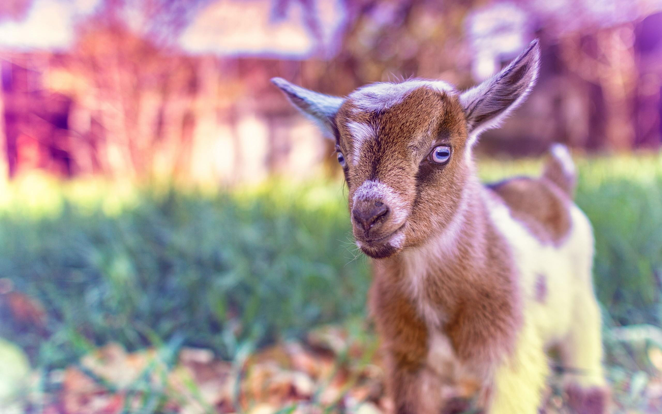 Cute Goat Baby Wallpaper, Animals, Pink • Wallpaper For You