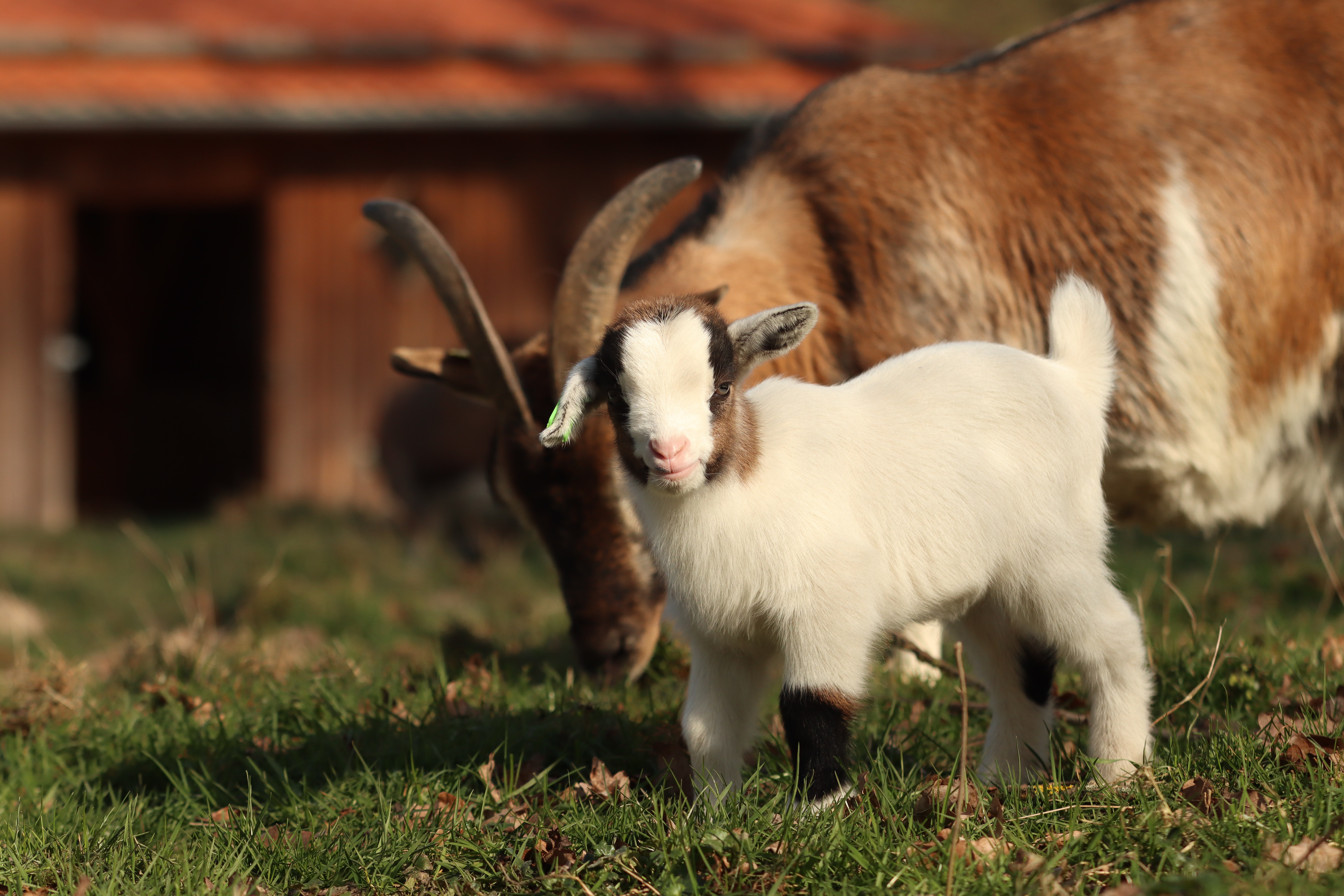Baby Goat Photo, Download Free Baby Goat & HD Image