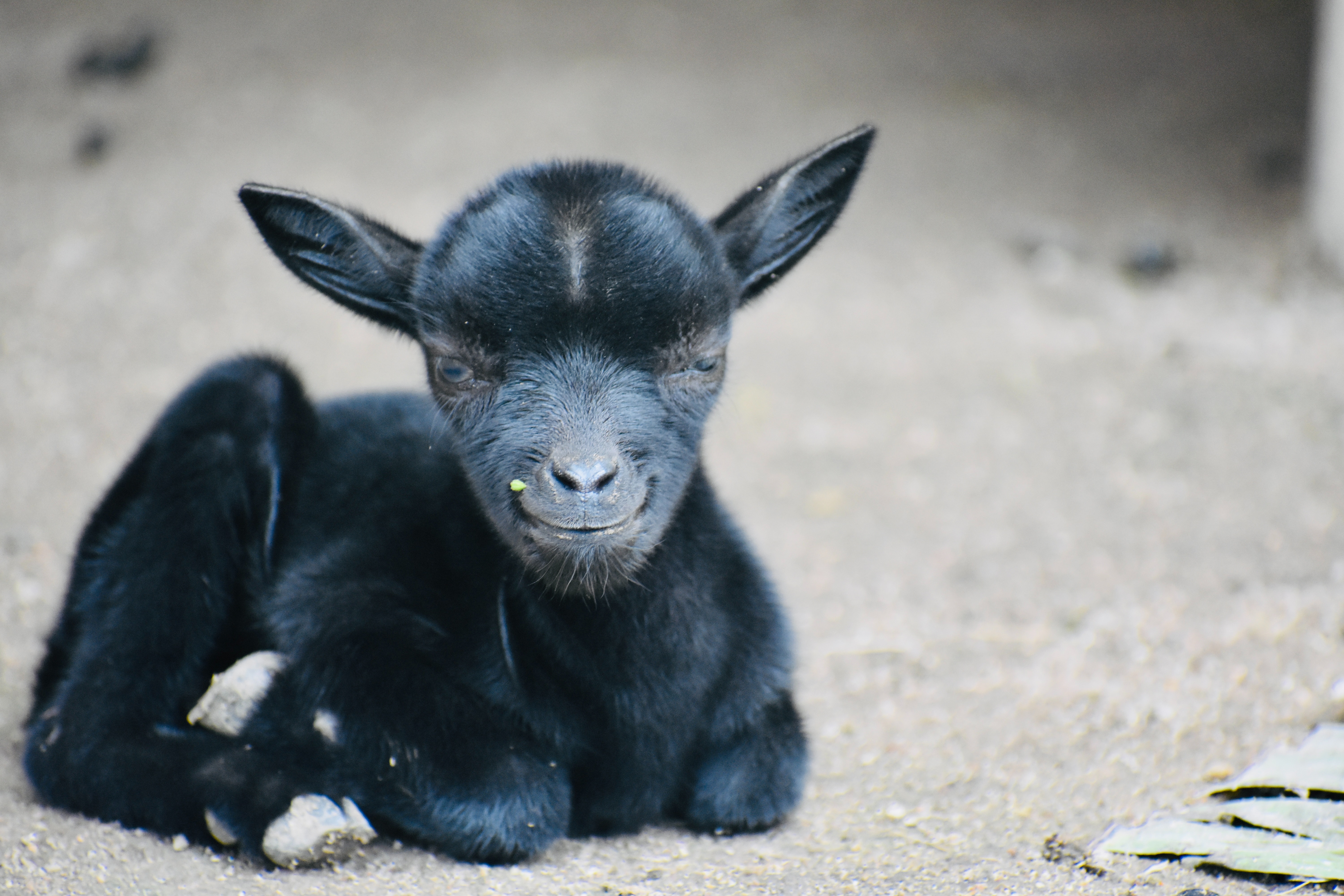 Baby Goat Photo, Download Free Baby Goat & HD Image