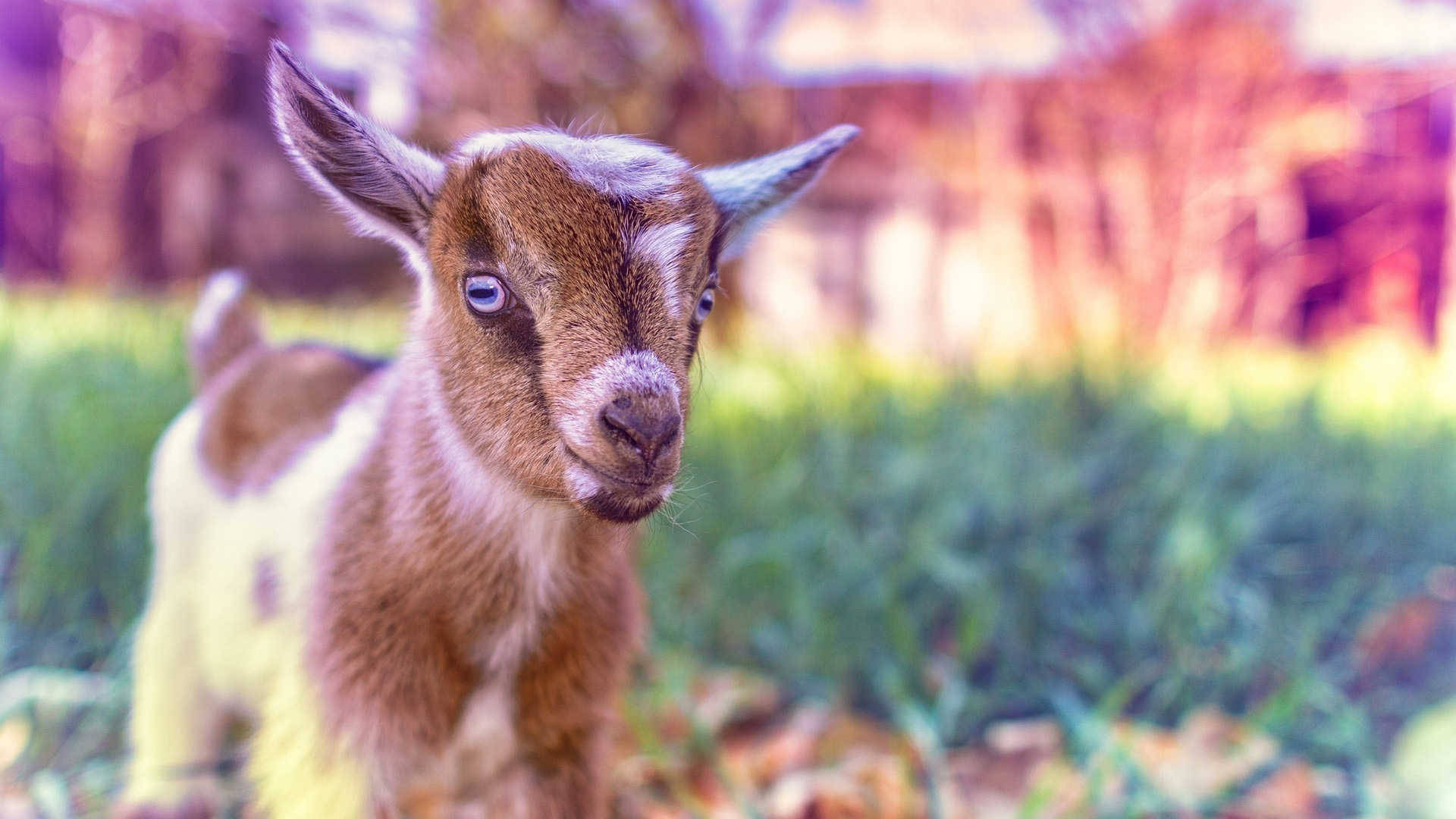 Download Blue Eyed Baby Goat Wallpaper