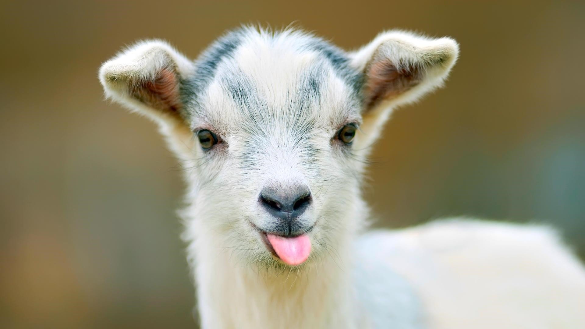 Baby goat HD wallpapers  Pxfuel