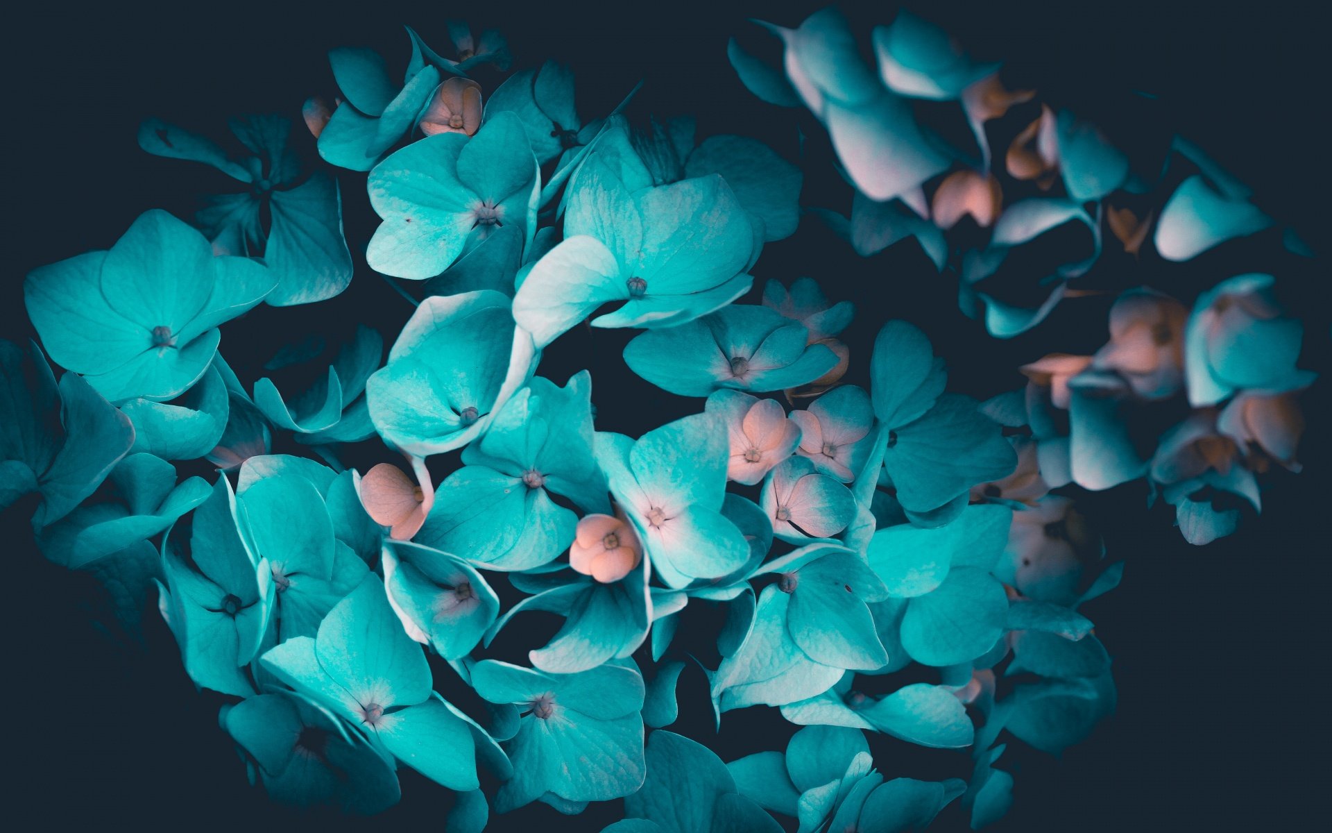 Blue flowers Wallpaper 4K, Petals, Teal, Black background, 5K, Flowers