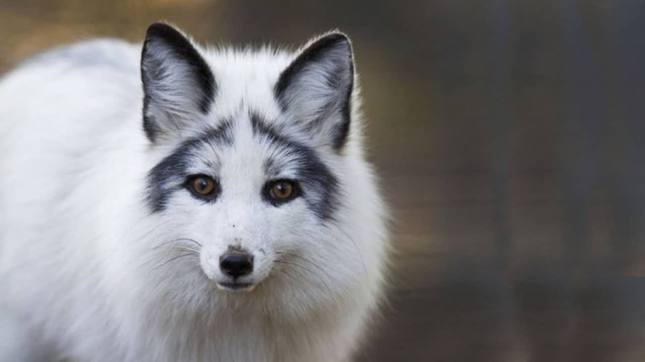 most beautiful species of foxes in the world with Cute fox picture