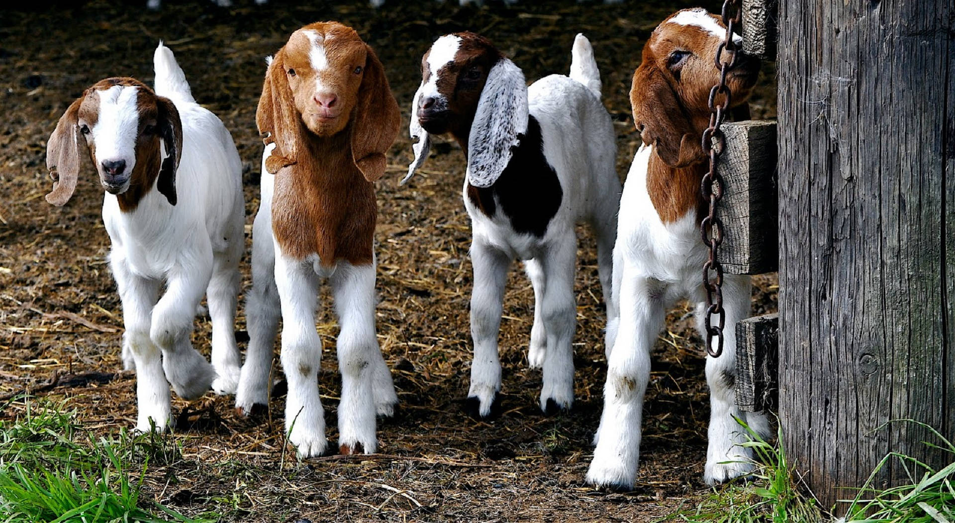 Download Four Young Goats Wallpaper