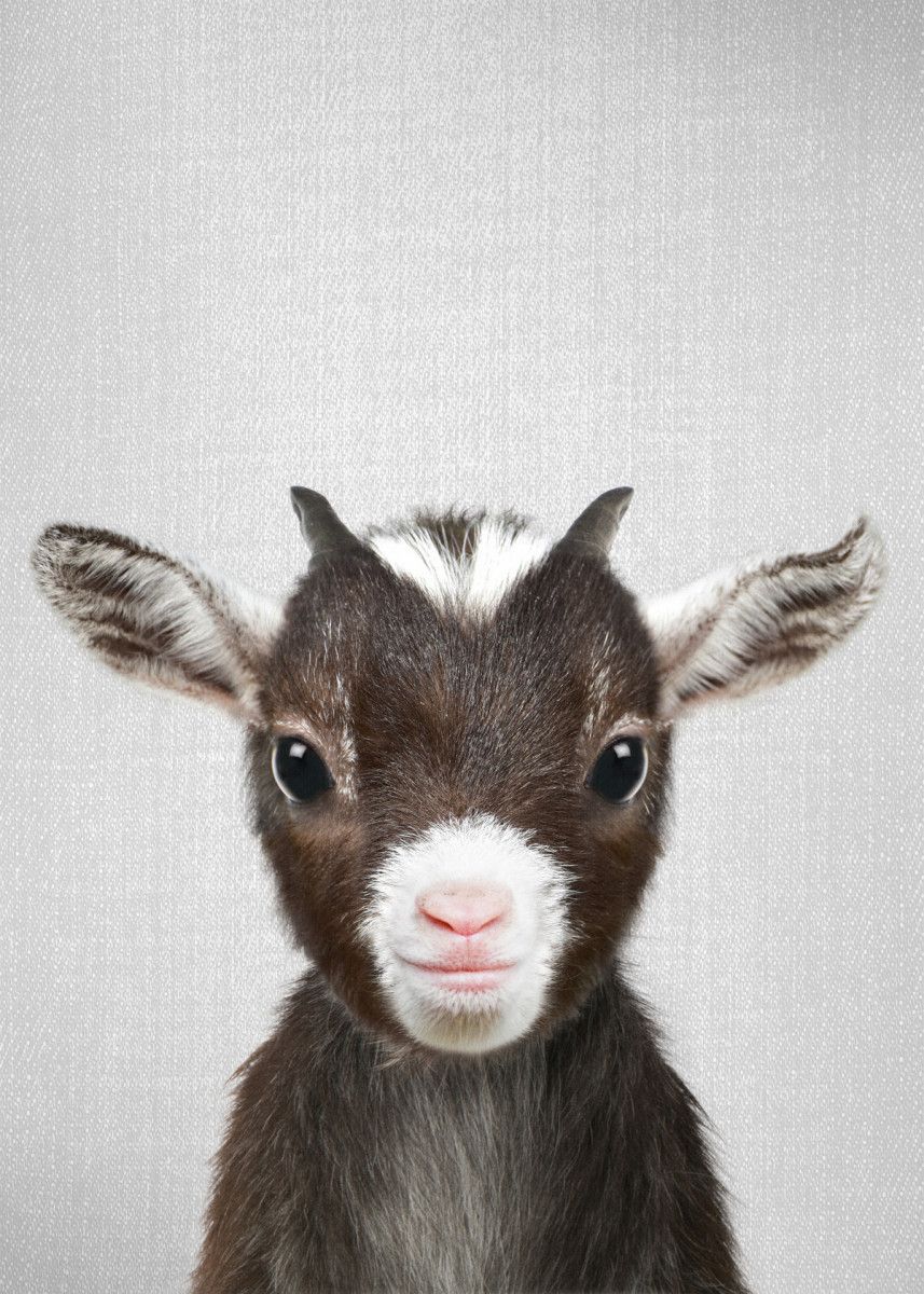 Baby Goat Colorful' Poster by Gal Design. Displate. Baby farm animals, Cute goats, Goat picture