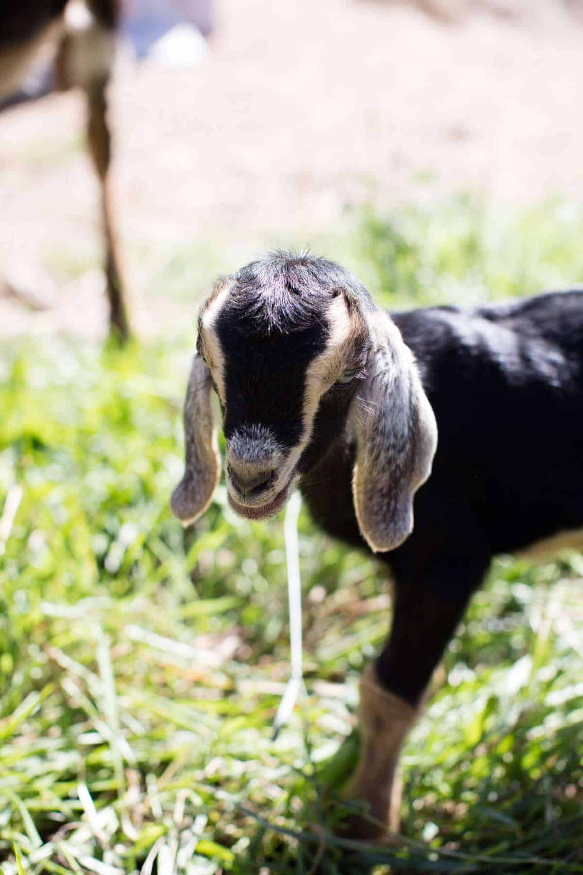 Baby Goat Photo + All Things Fall! Baked Harvest
