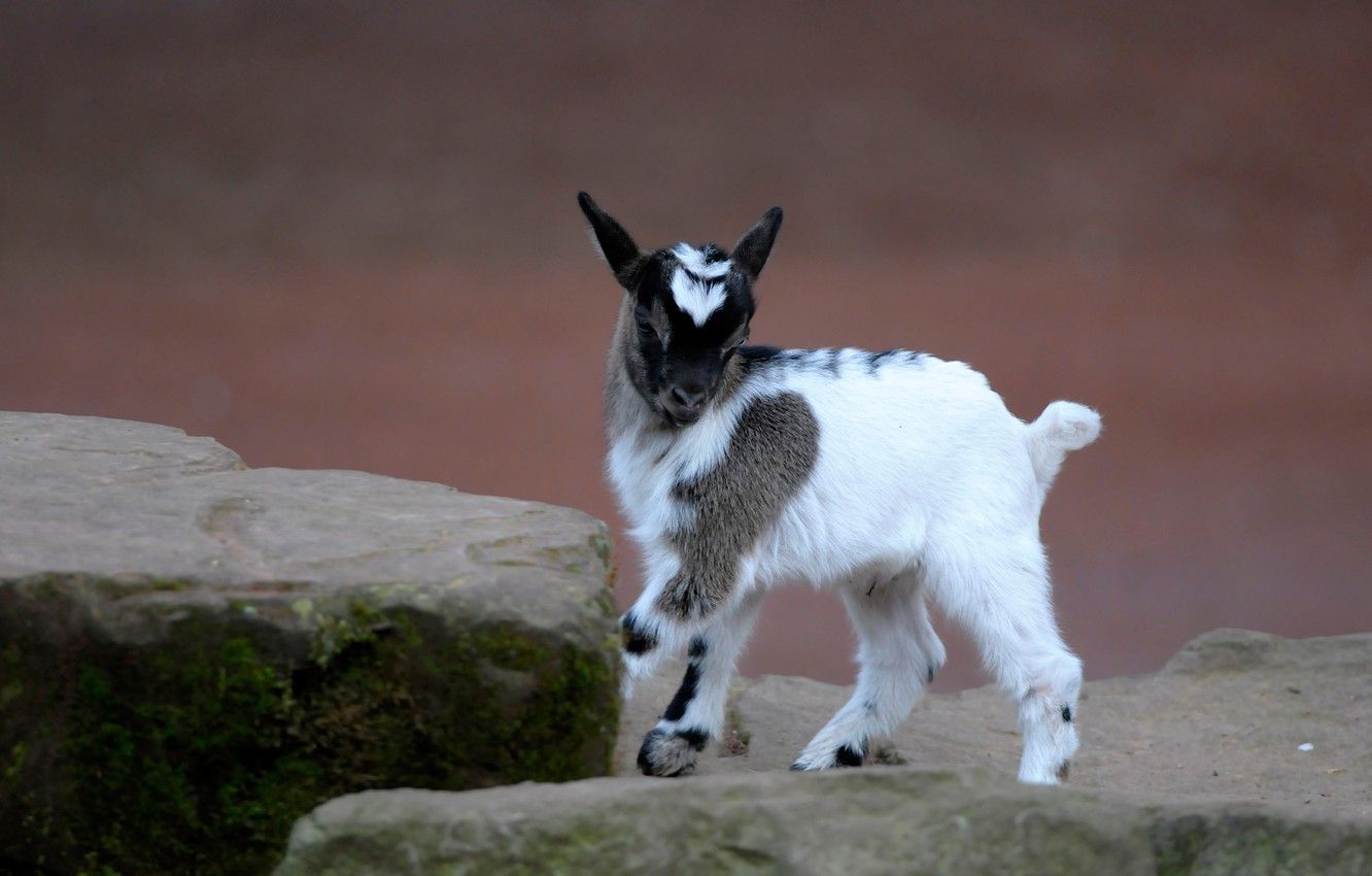 Baby Goat Wallpaper