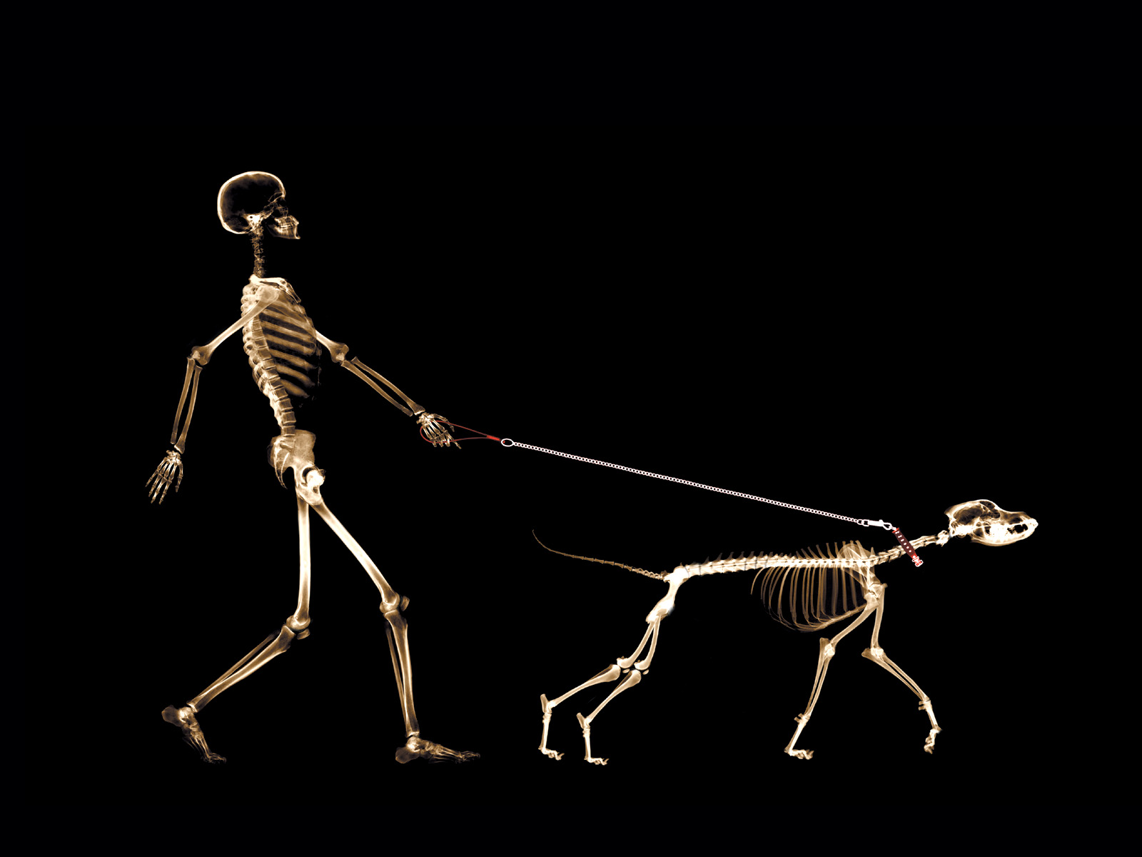 Desktop Wallpaper Humor Dogs Skeleton