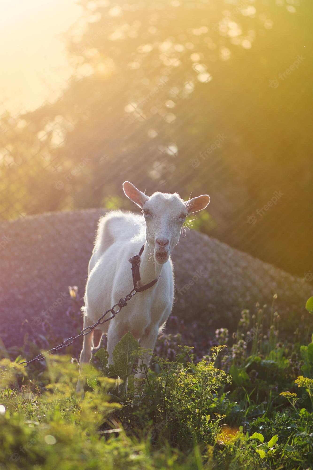 Sunset Goats Wallpapers Wallpaper Cave 