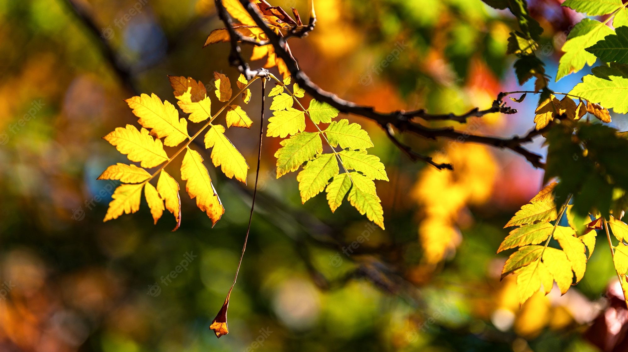 Premium Photo. Wallpaper of autumn leaves on tree branches on a warm autumn sunny day with a shallow depth of field