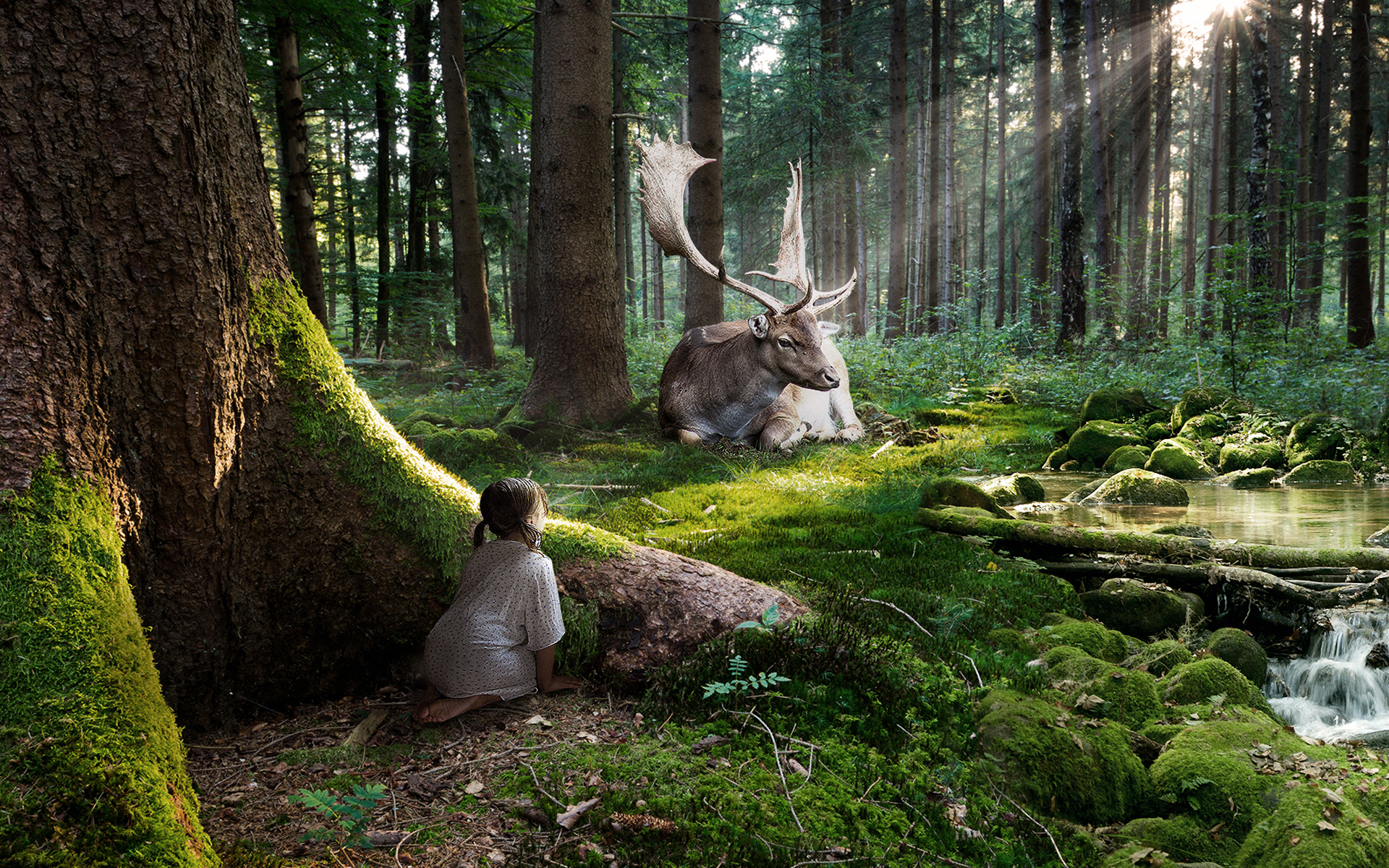 Forest Desktop Background Free Download