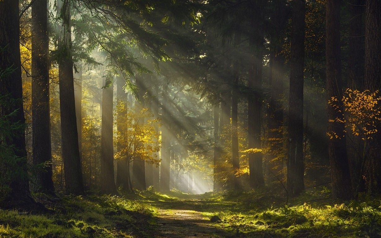 Download HD Wallpaper Of 242639 Sun Rays, Morning, Forest, Path, Mist, Trees, Grass, Nature, Landscape. Free Down. Landscape Wallpaper, Forest Scenery, Landscape