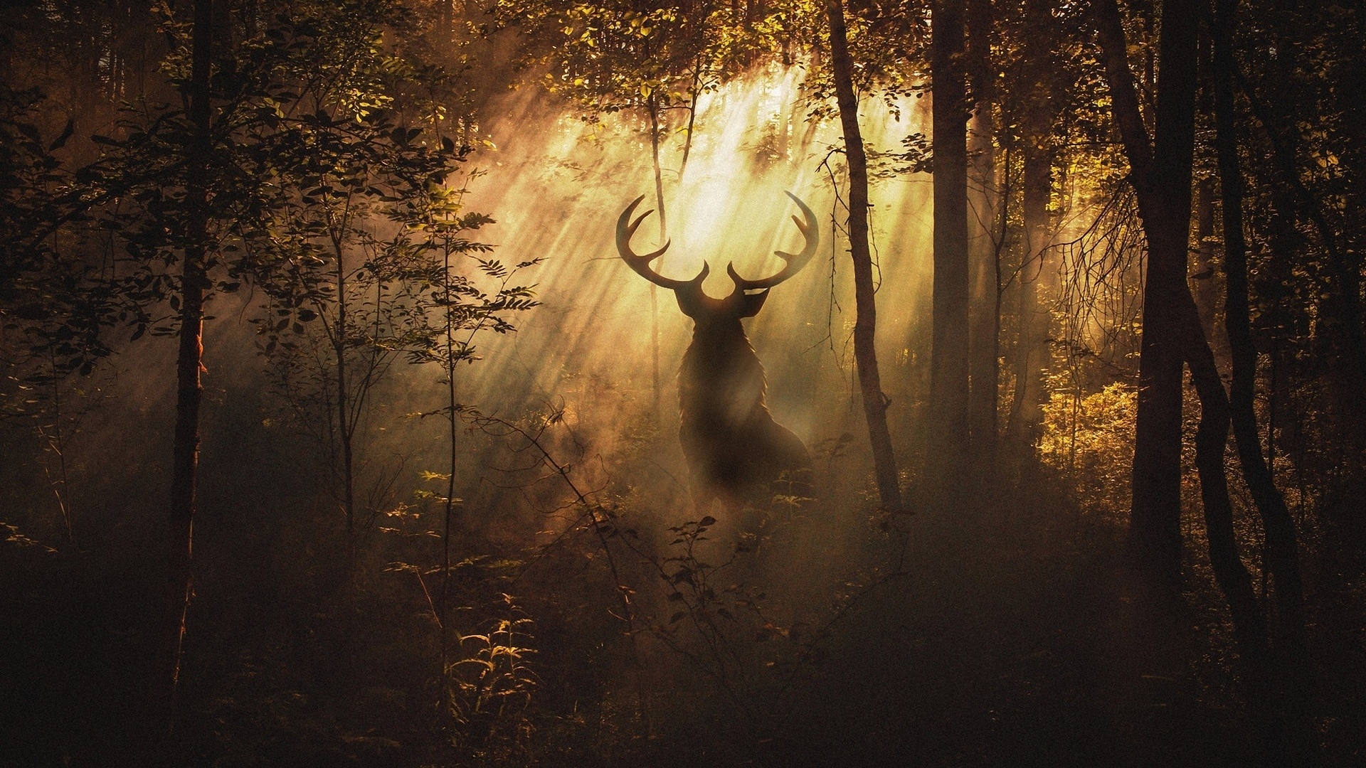 Deer in the Forest Wallpaper