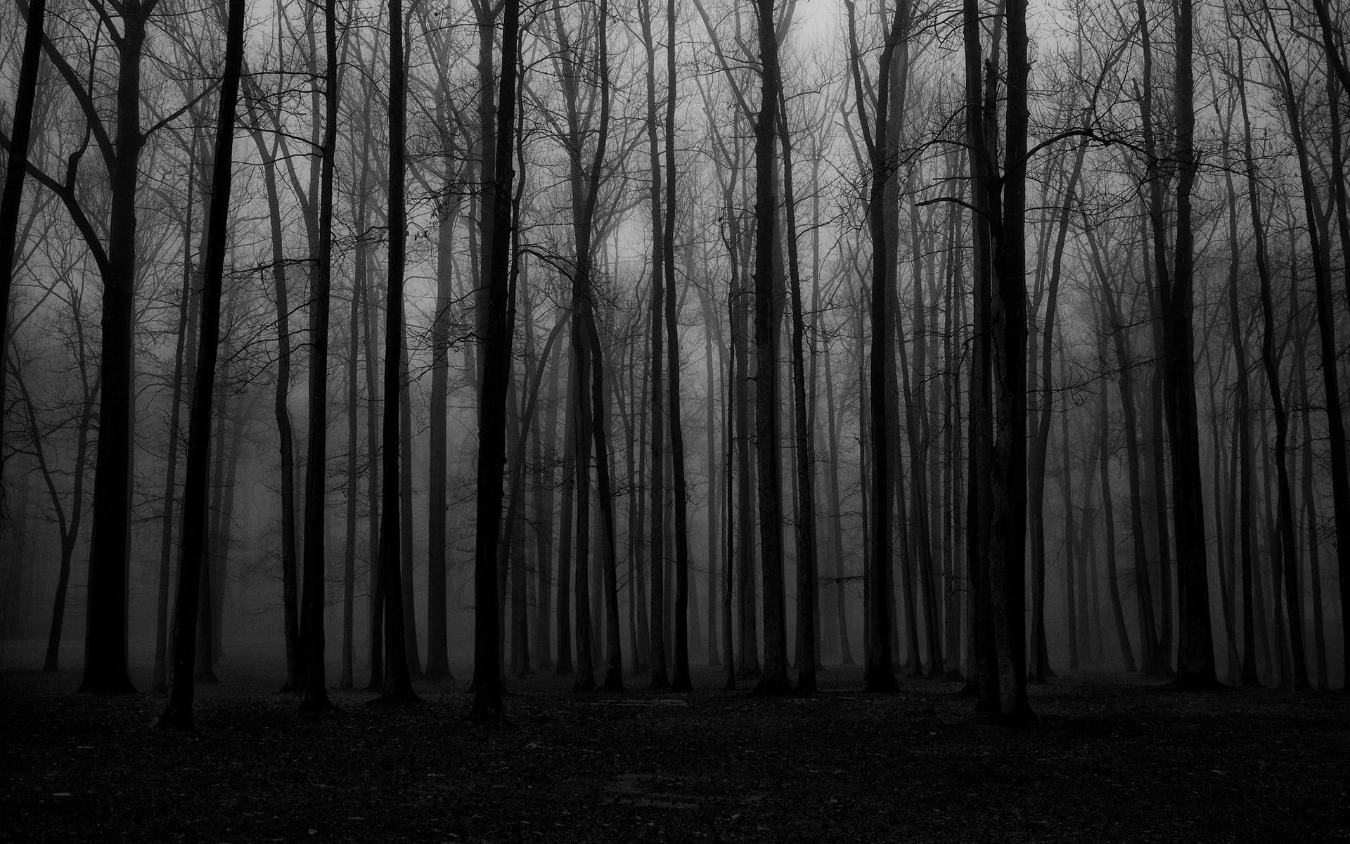 forest trees #forest #mist #spooky #nature #dark P #wallpaper #hdwallpaper #desktop. Nature desktop wallpaper, Dark forest aesthetic, Wallpaper