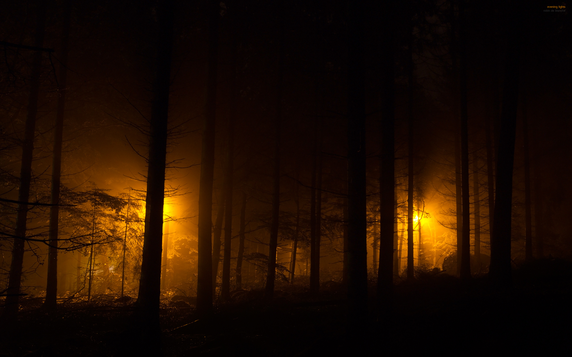 forest, Dark, Night, Lights Wallpaper HD / Desktop and Mobile Background