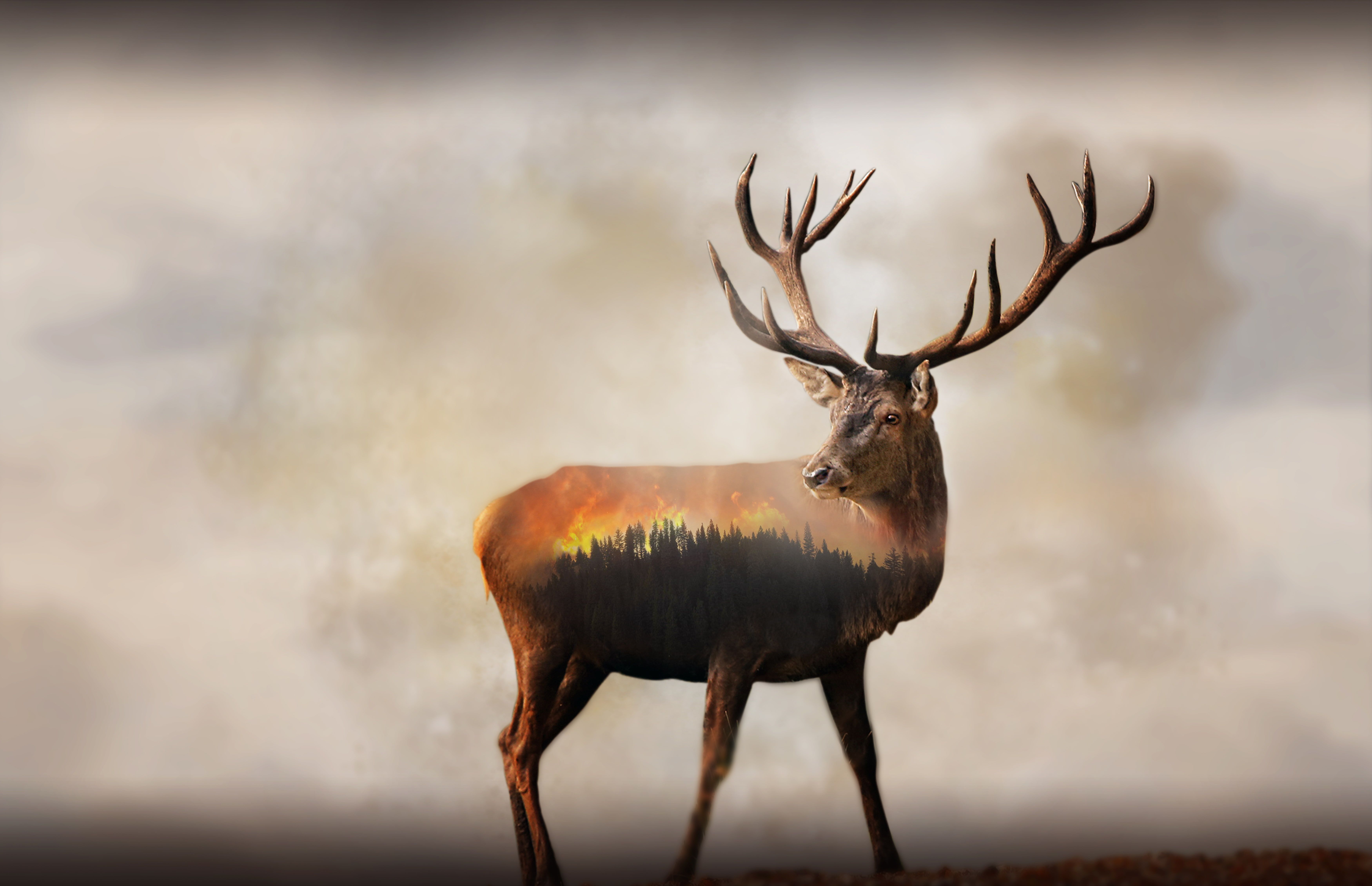 HD wallpaper: 8K, Forest, 4K, Fire, Deer, Double exposure. Fox illustration, Deer illustration, Double exposure