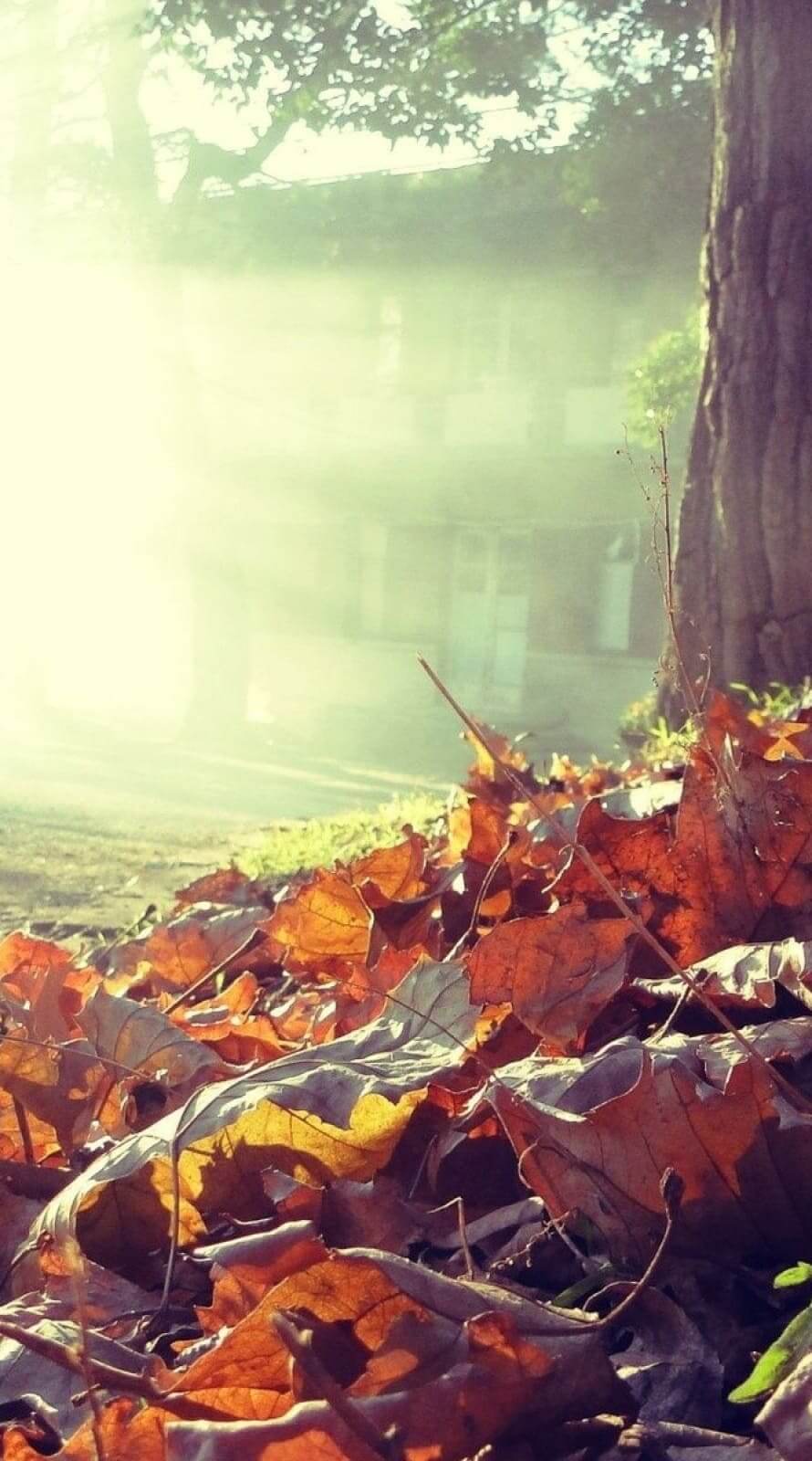 Fall Aesthetic iPhone Wallpapers - Wallpaper Cave