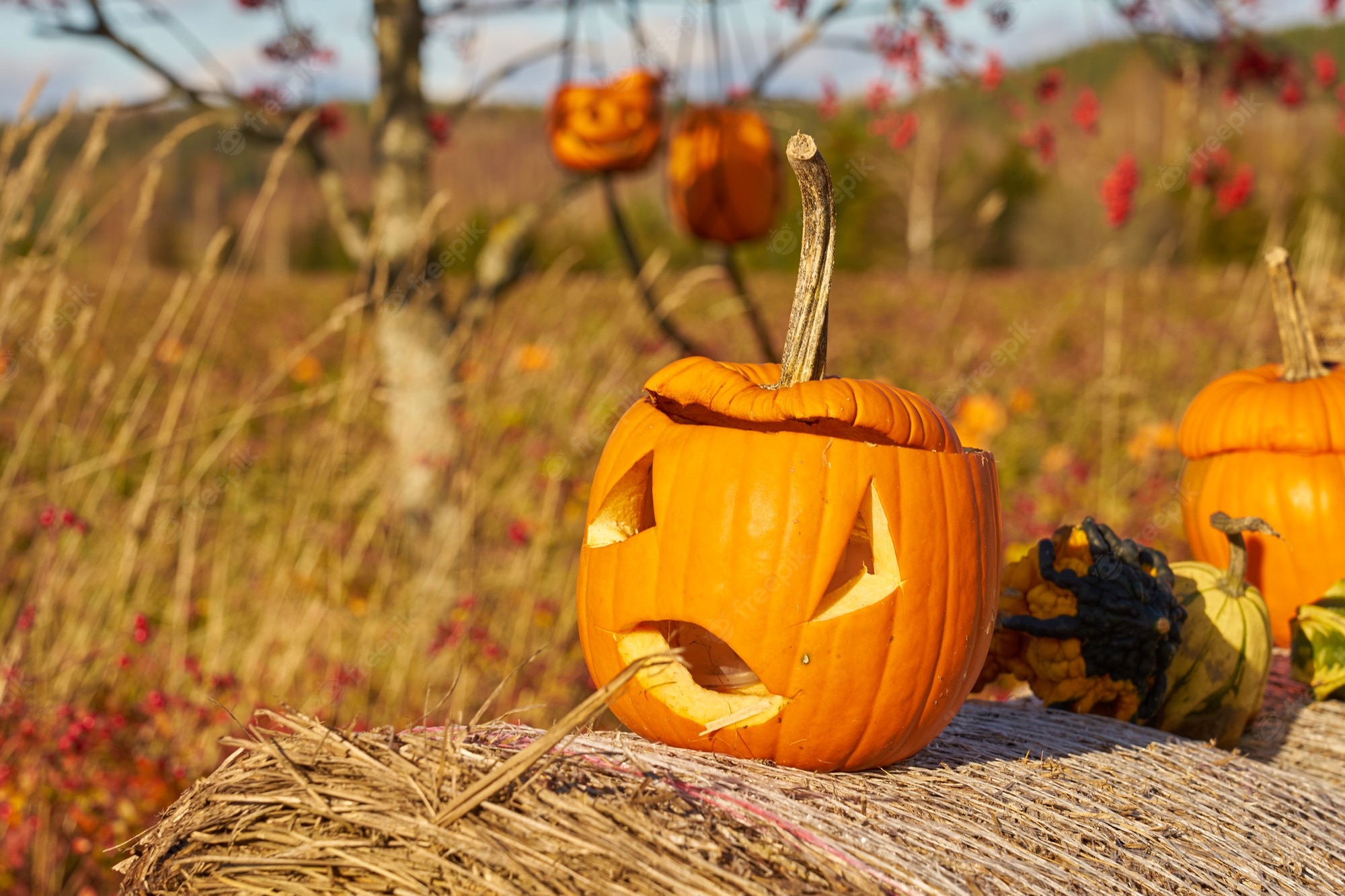 Premium Photo. Halloween pumpkins with field on the background