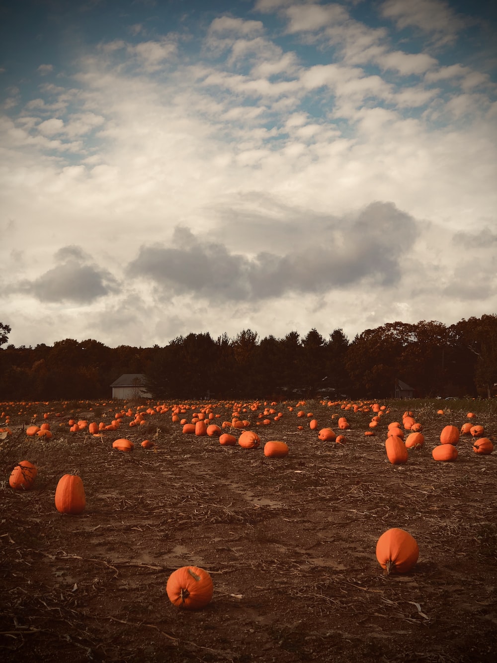 Pumpkin Field Picture. Download Free Image