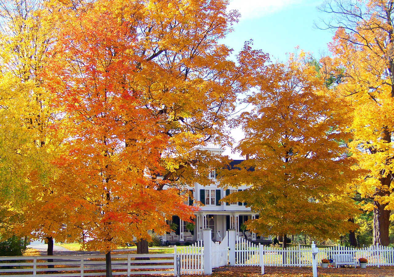 Old, house, autumn, fall, trees