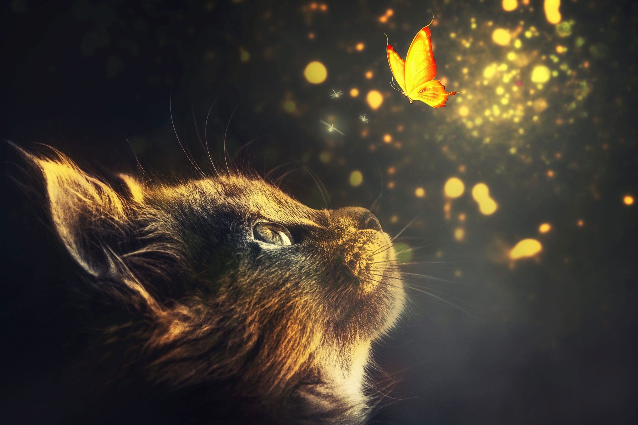 Wallpaper Manipulation, Cat, Animal, Butterflies, Glow • Wallpaper For You