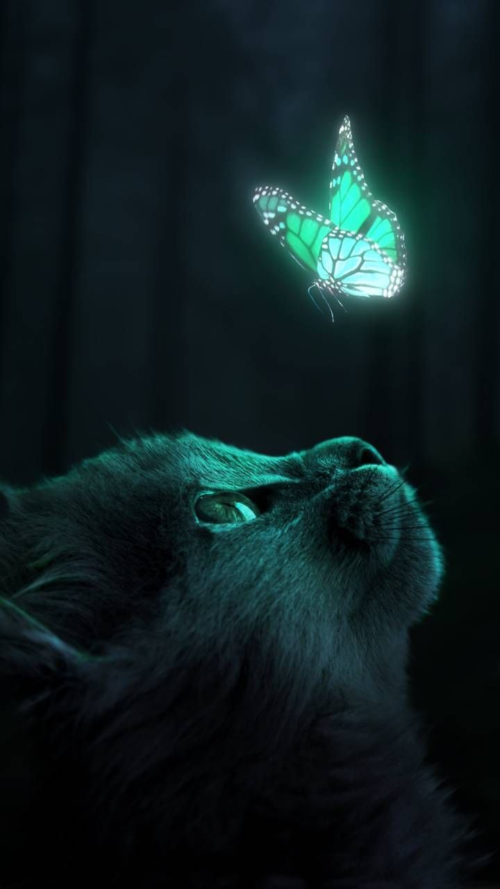 Download Glowing wallpaper by hasaka now. Browse millions of popular Glowing Wa. Cute cat wallpaper, Cute animals image, Cute animal photo
