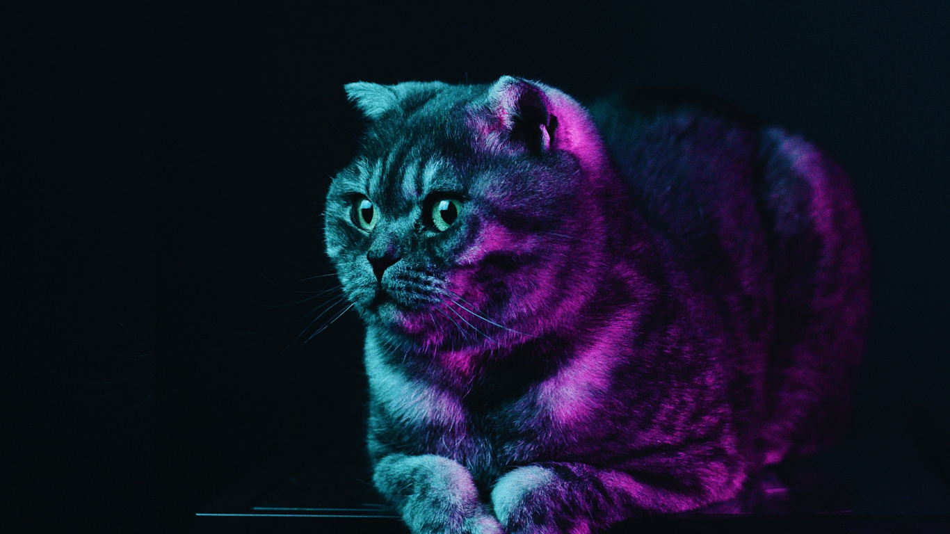 Fat Cat Neon Glow Animal Wallpaper Background For Your XFCE Desktop