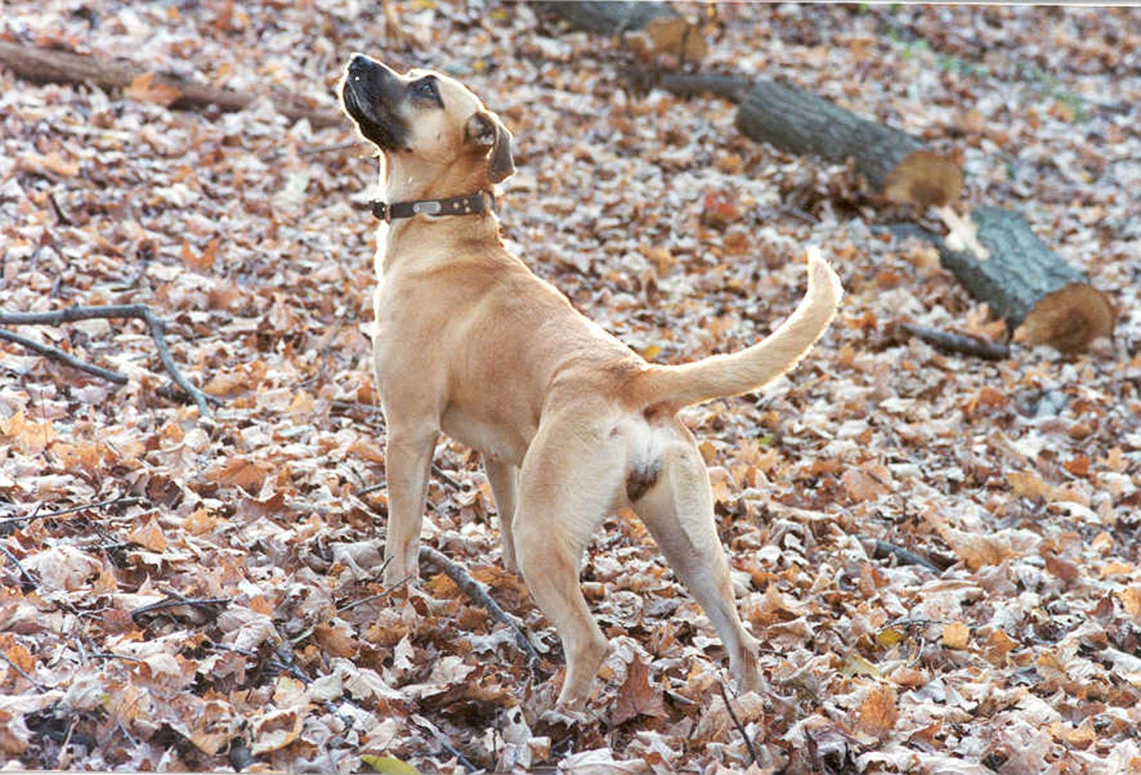 Blackmouth Cur dog in the autumn forest photo and wallpaper. Beautiful Blackmouth Cur dog in the autumn forest picture