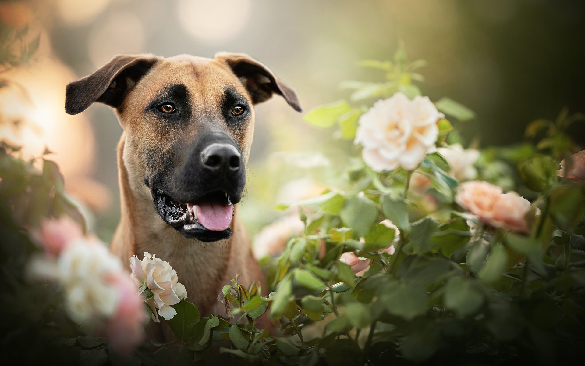 Black Mouth Cur Wallpapers - Wallpaper Cave