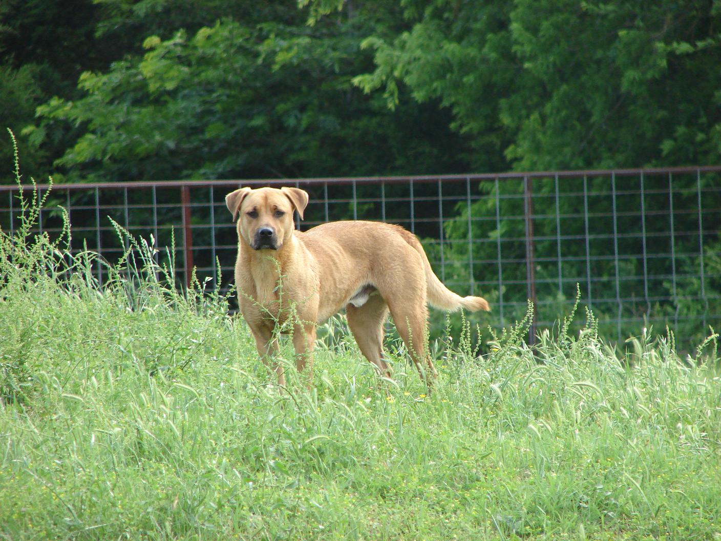 Blackmouth Cur dog on the grass photo and wallpaper. Beautiful Blackmouth Cur dog on the grass picture