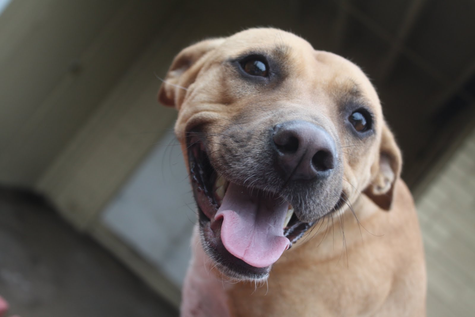 Facts About the Black Mouth Cur