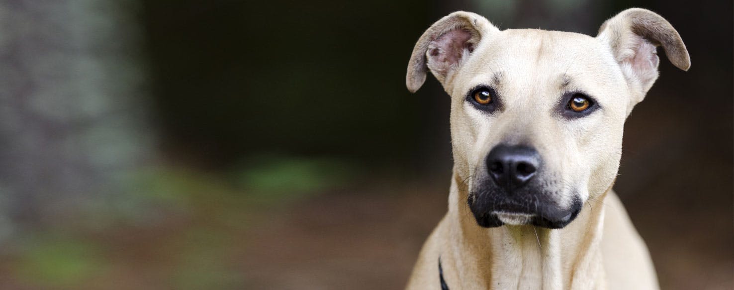 Black Mouth Cur Wallpapers - Wallpaper Cave