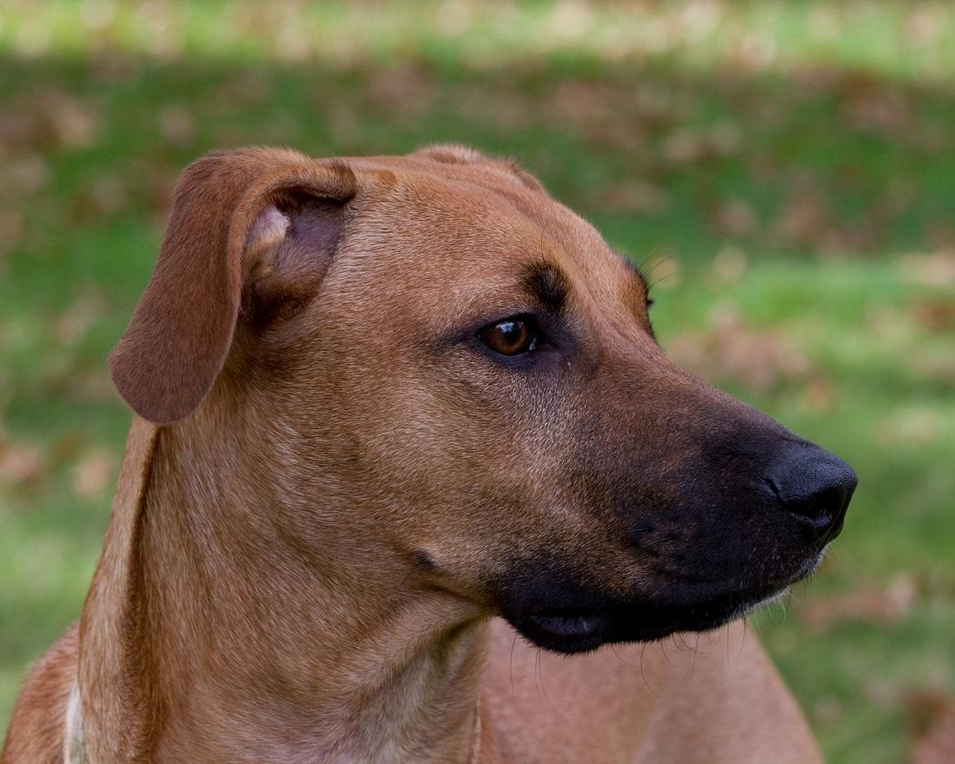 Black Mouth Cur Wallpapers - Wallpaper Cave