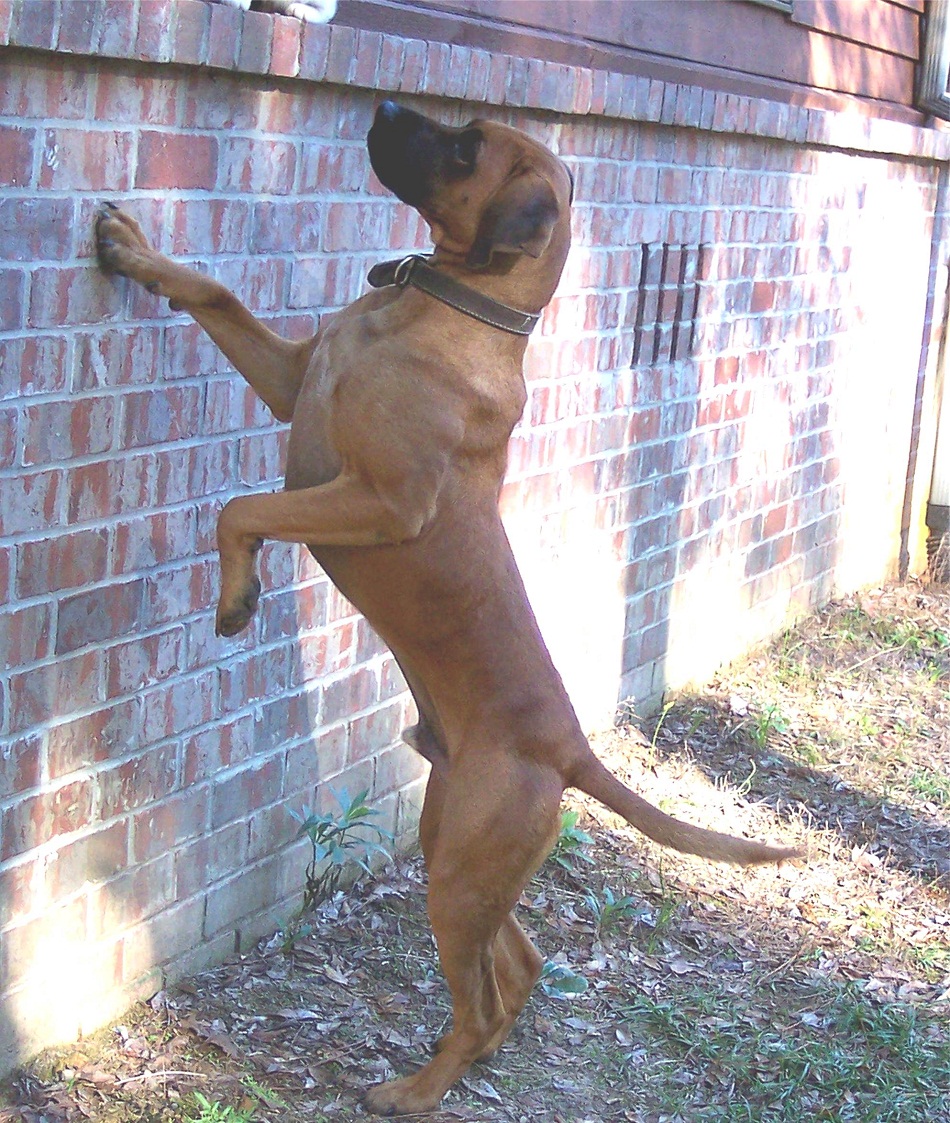 Black Mouth Cur Info, Temperament, Training, Puppies, Facts, Picture