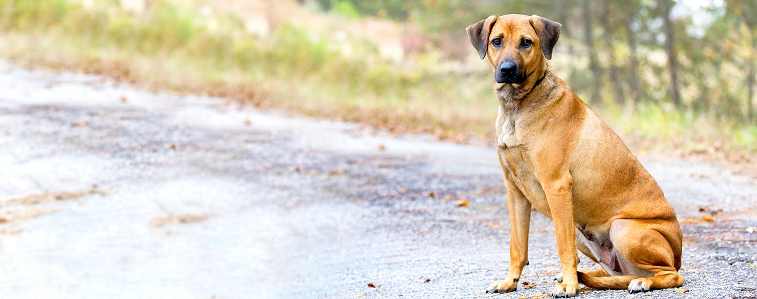 Black Mouth Cur Wallpapers - Wallpaper Cave