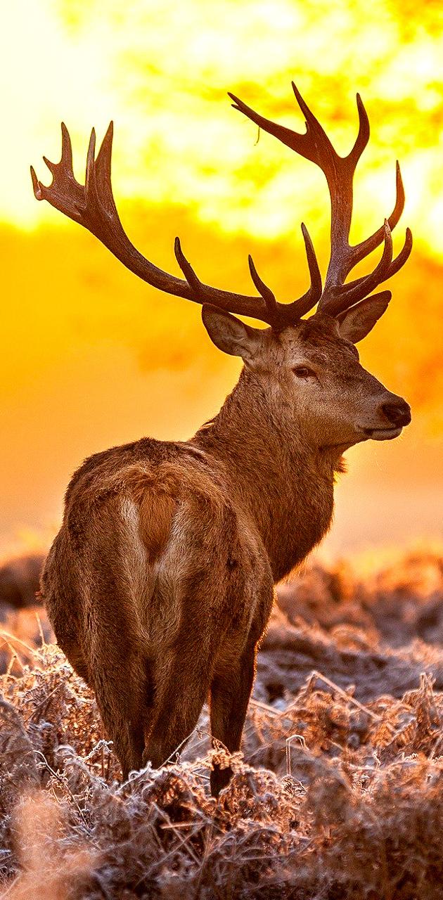 Deer with Sunset in Background [1680×3000] : r/Amoledbackgrounds