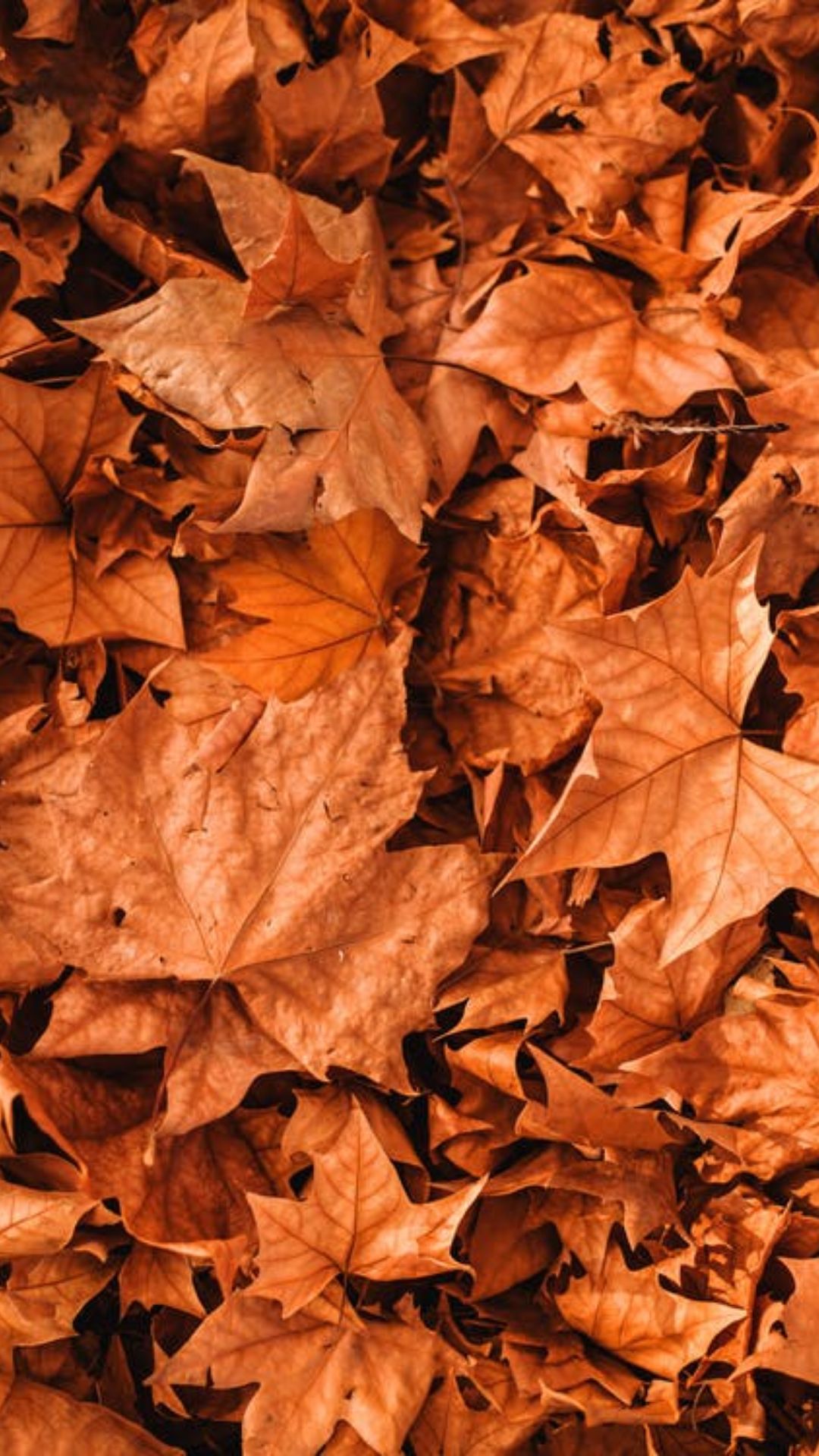 Best Fall iPhone Wallpaper