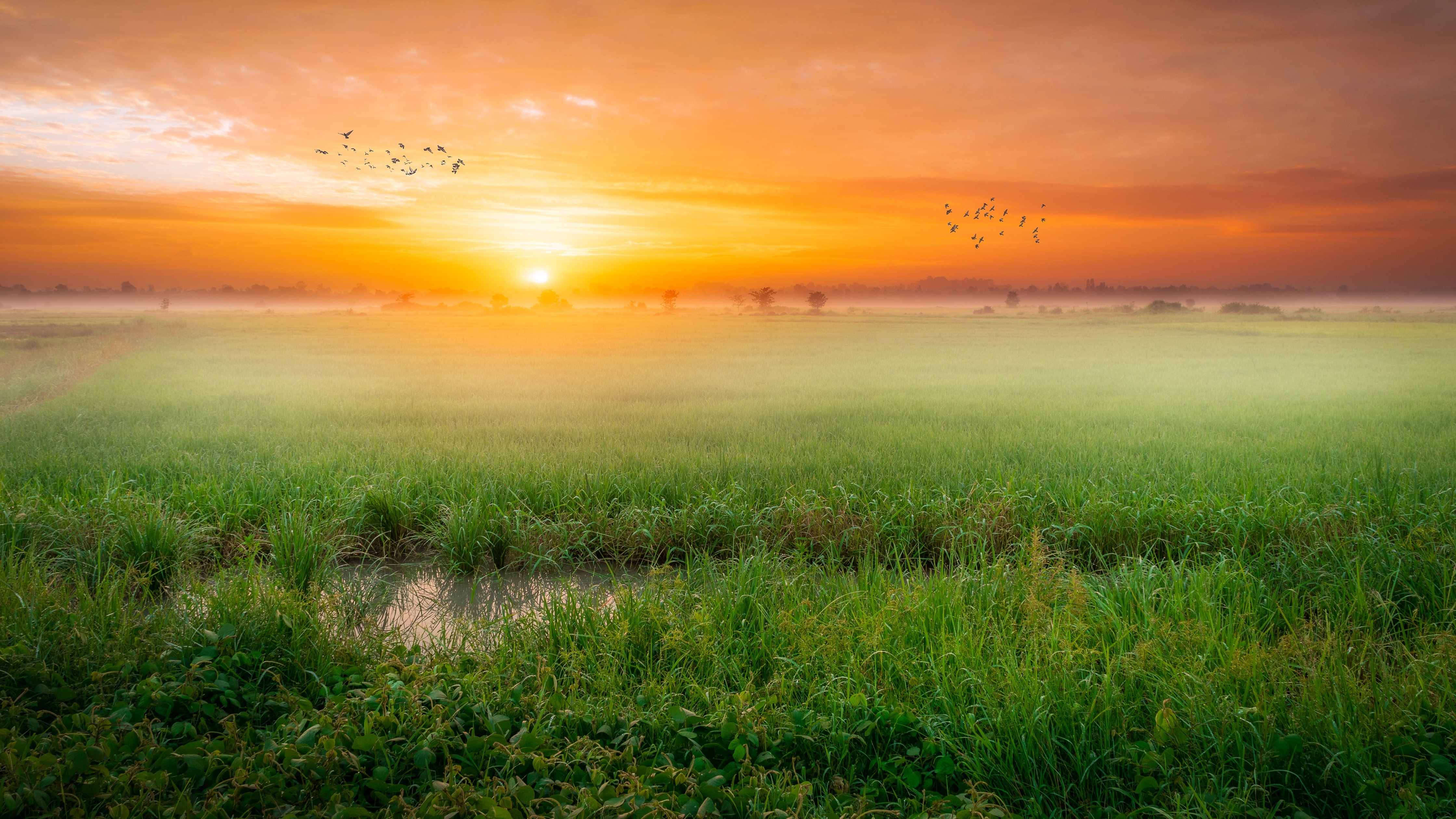 Sunrise Wallpaper 4K, Paddy fields, Landscape, Countryside, Nature