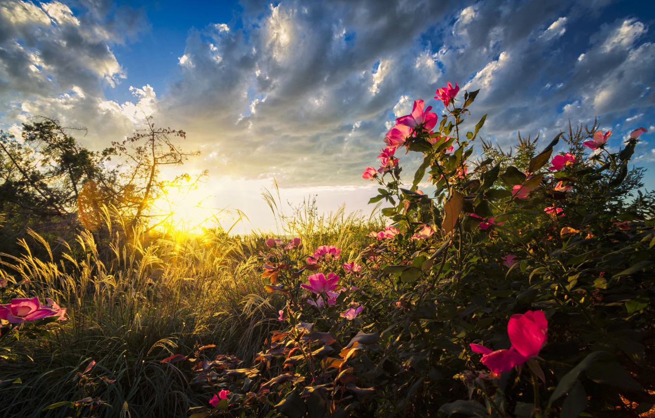 Wallpaper grass, field, nature, flowers, sunrise image for desktop, section природа