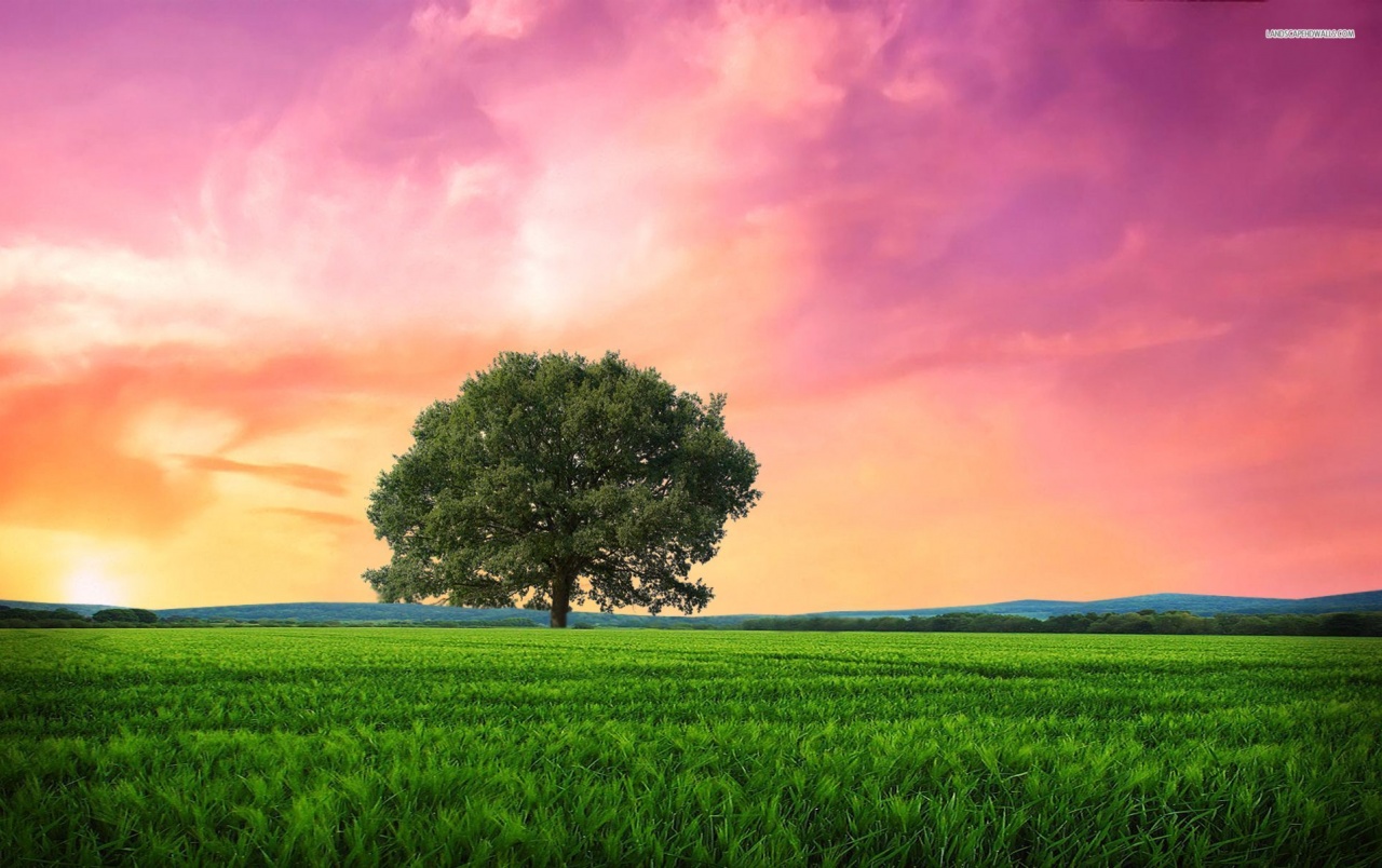 Pink Sunrise Tree Grass Field wallpaper. Pink Sunrise Tree Grass Field