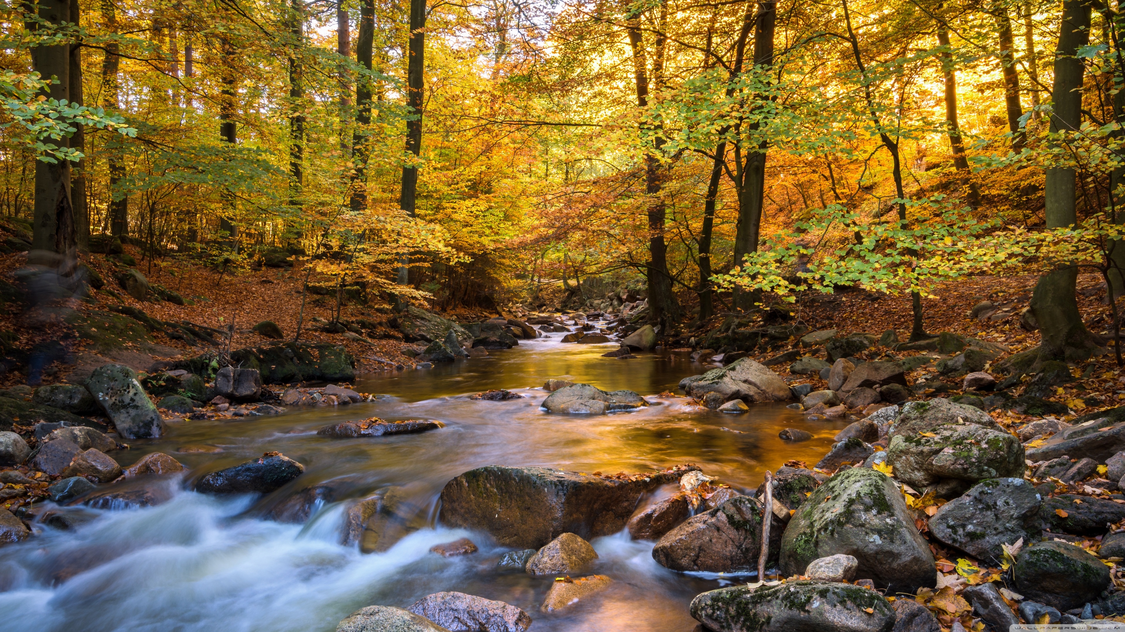 Fall Foliage Ultra HD Desktop Background Wallpaper for 4K UHD TV, Widescreen & UltraWide Desktop & Laptop, Multi Display, Dual Monitor, Tablet