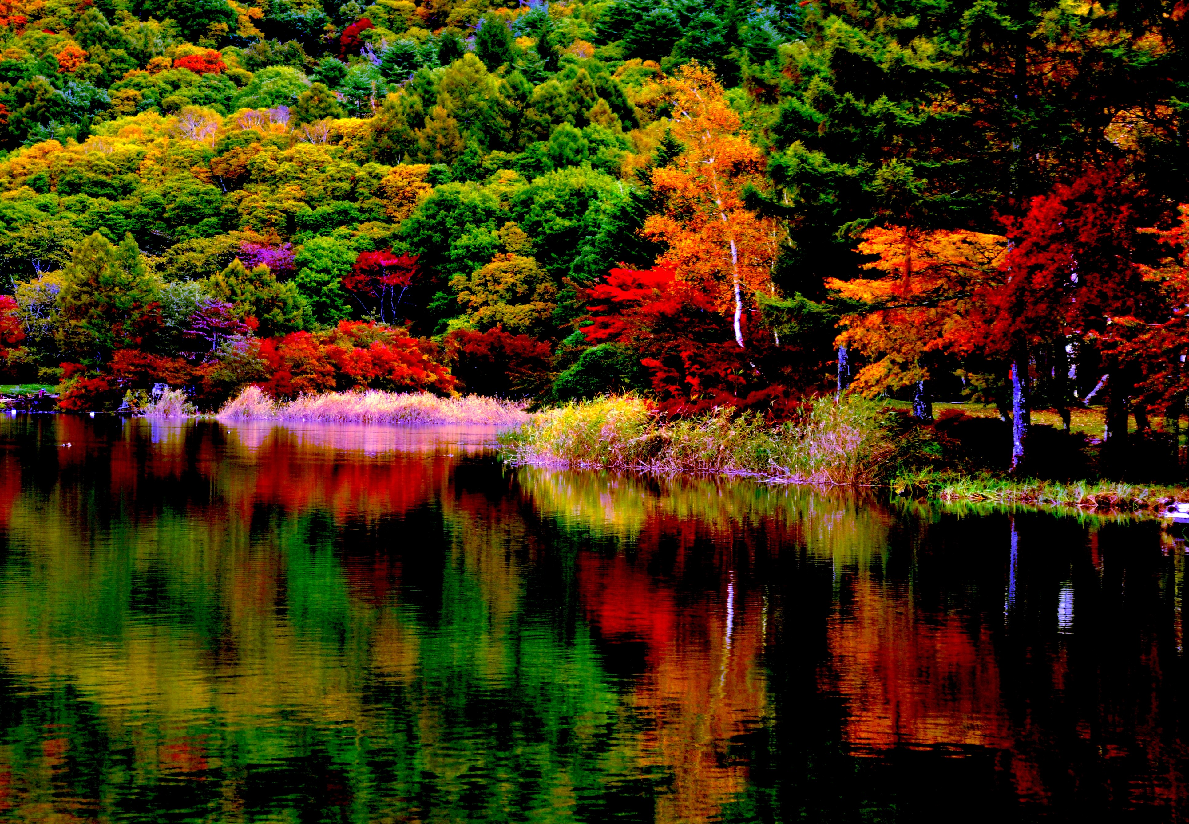 fall colors wallpaper, reflection, nature, natural landscape, leaf, tree