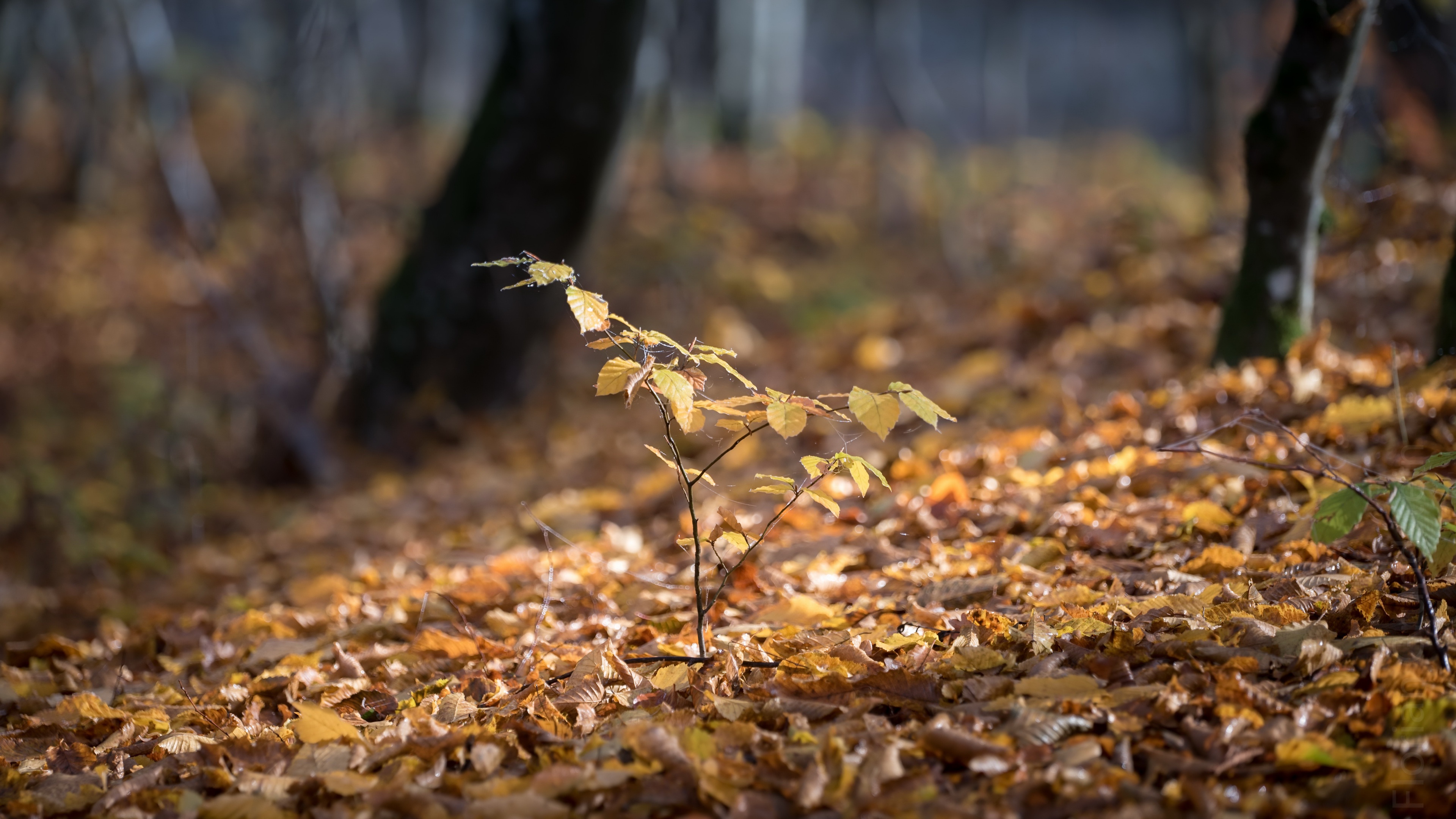 Fall 4k Ultra HD Wallpaper, Sprout, Foliage Gallery HD Wallpaper